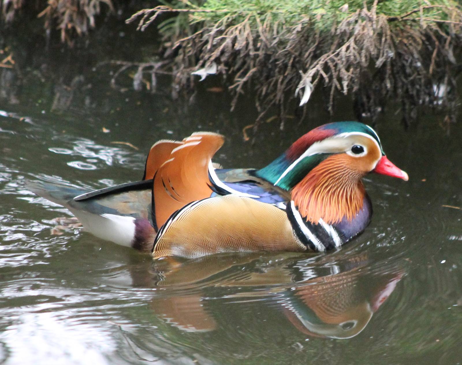 Mandarin duck