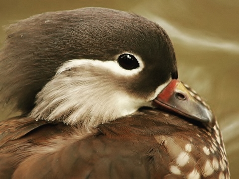 Mandarin Duck