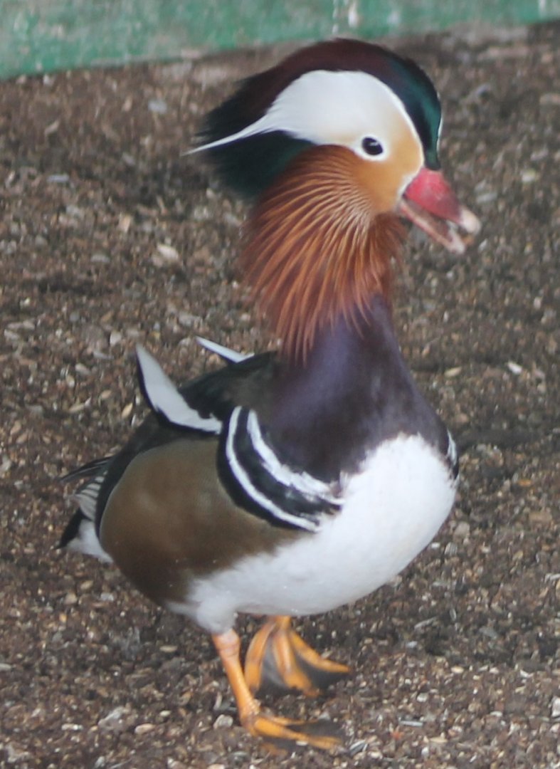 Mandarin duck