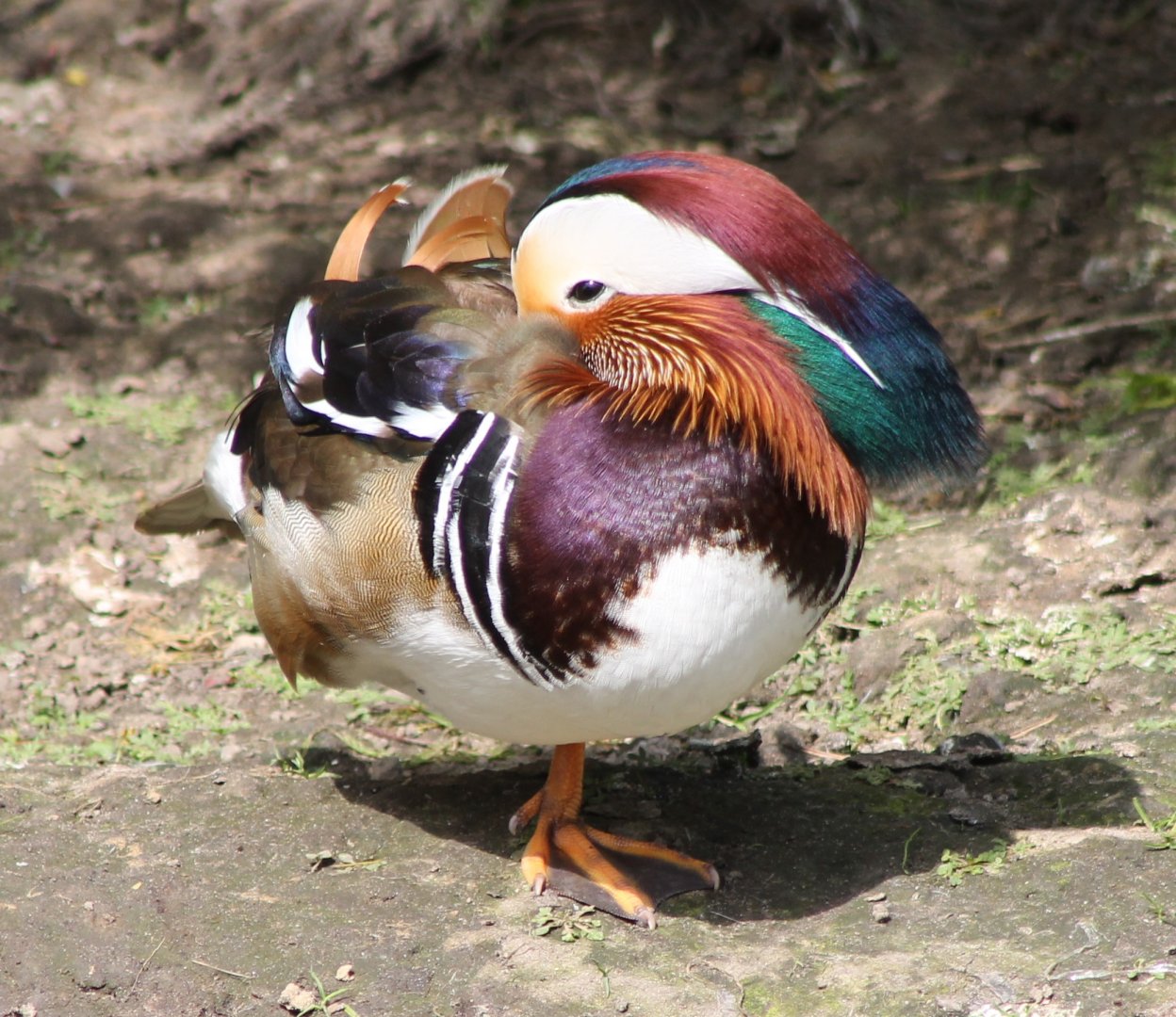 Mandarin duck