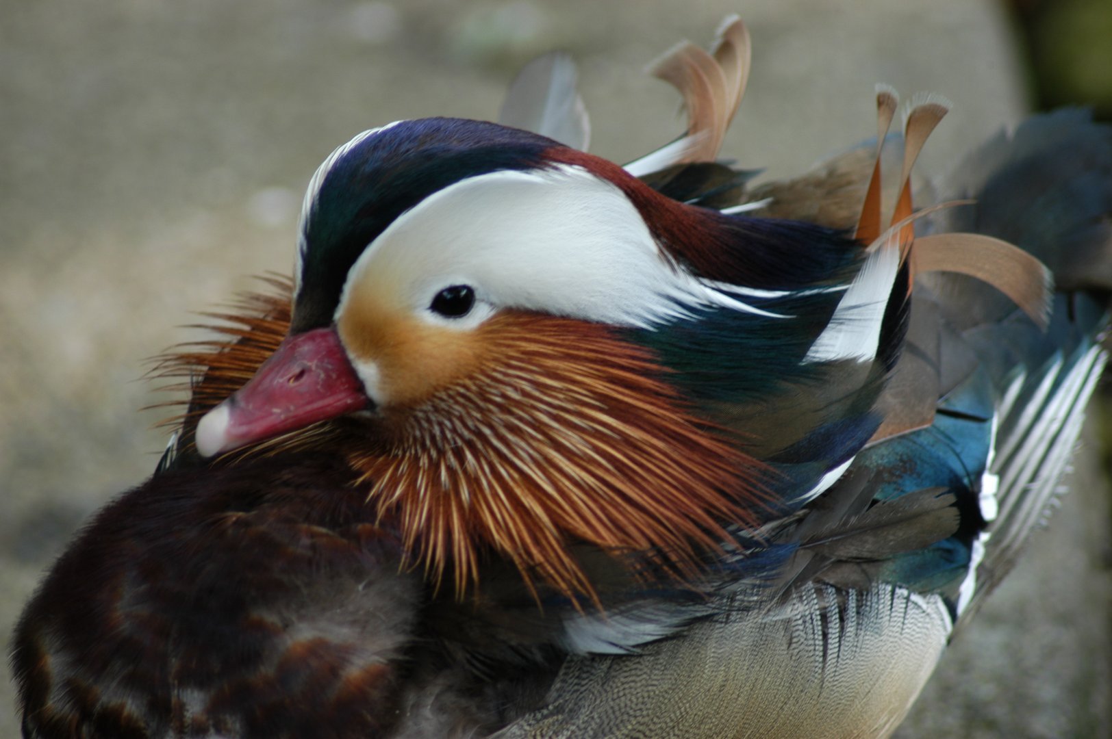 Mandarin Duck