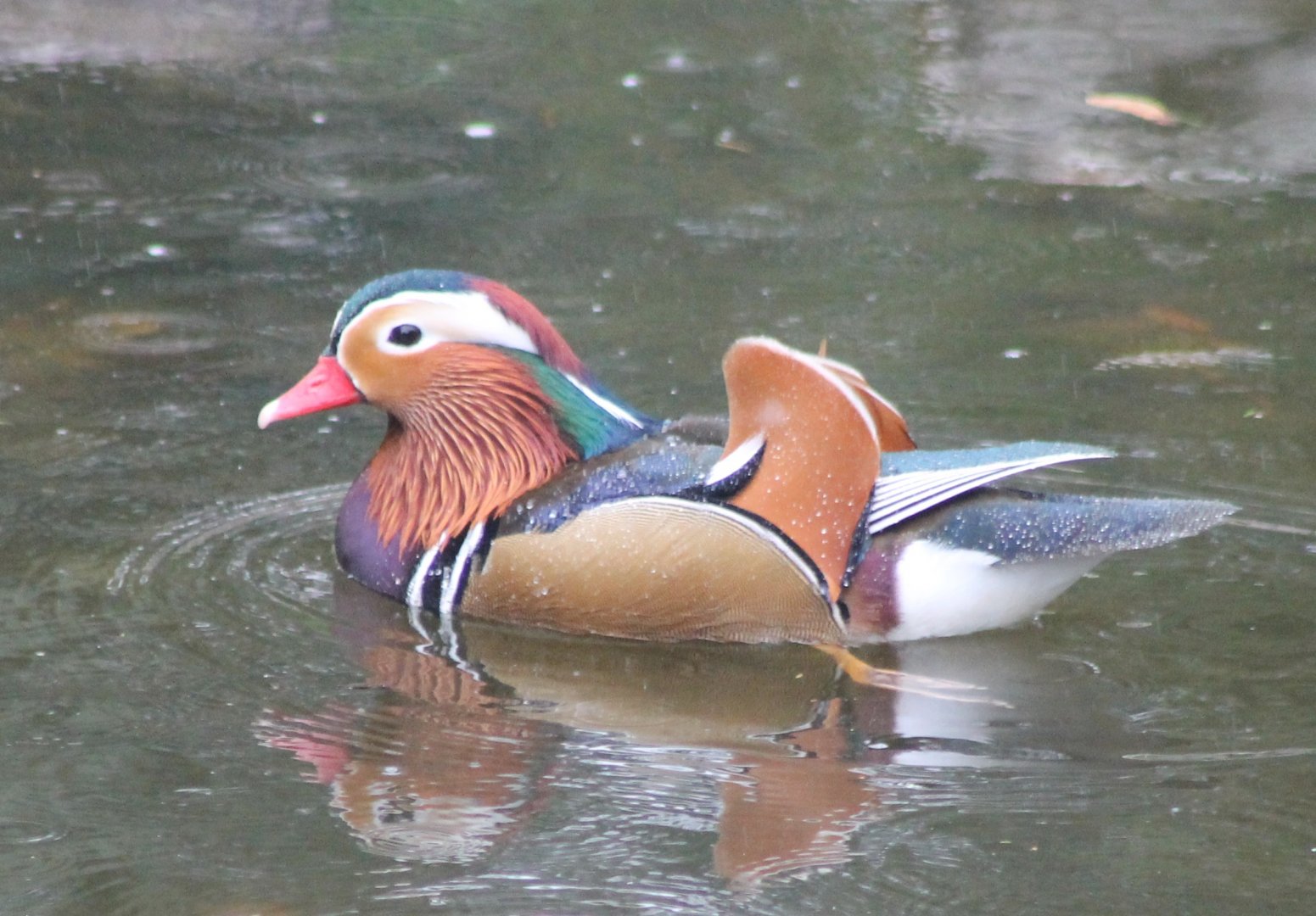 Mandarin duck