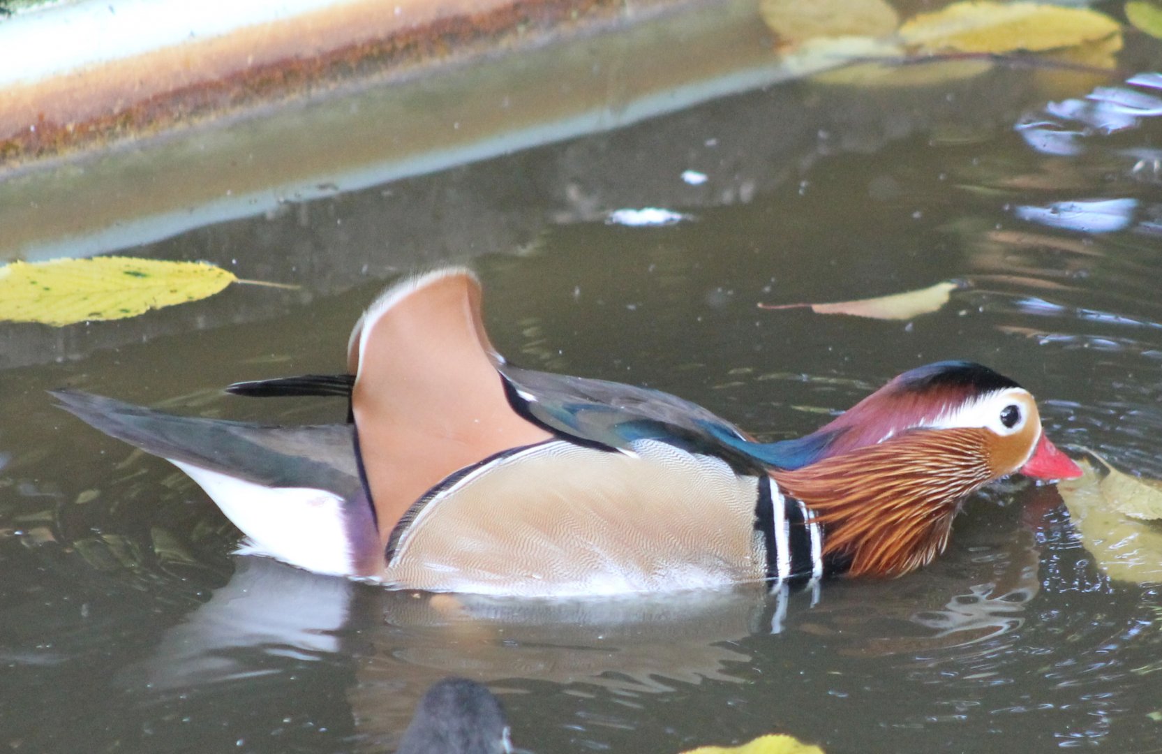 Mandarin duck
