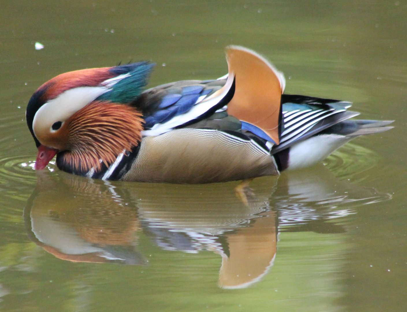 Mandarin duck