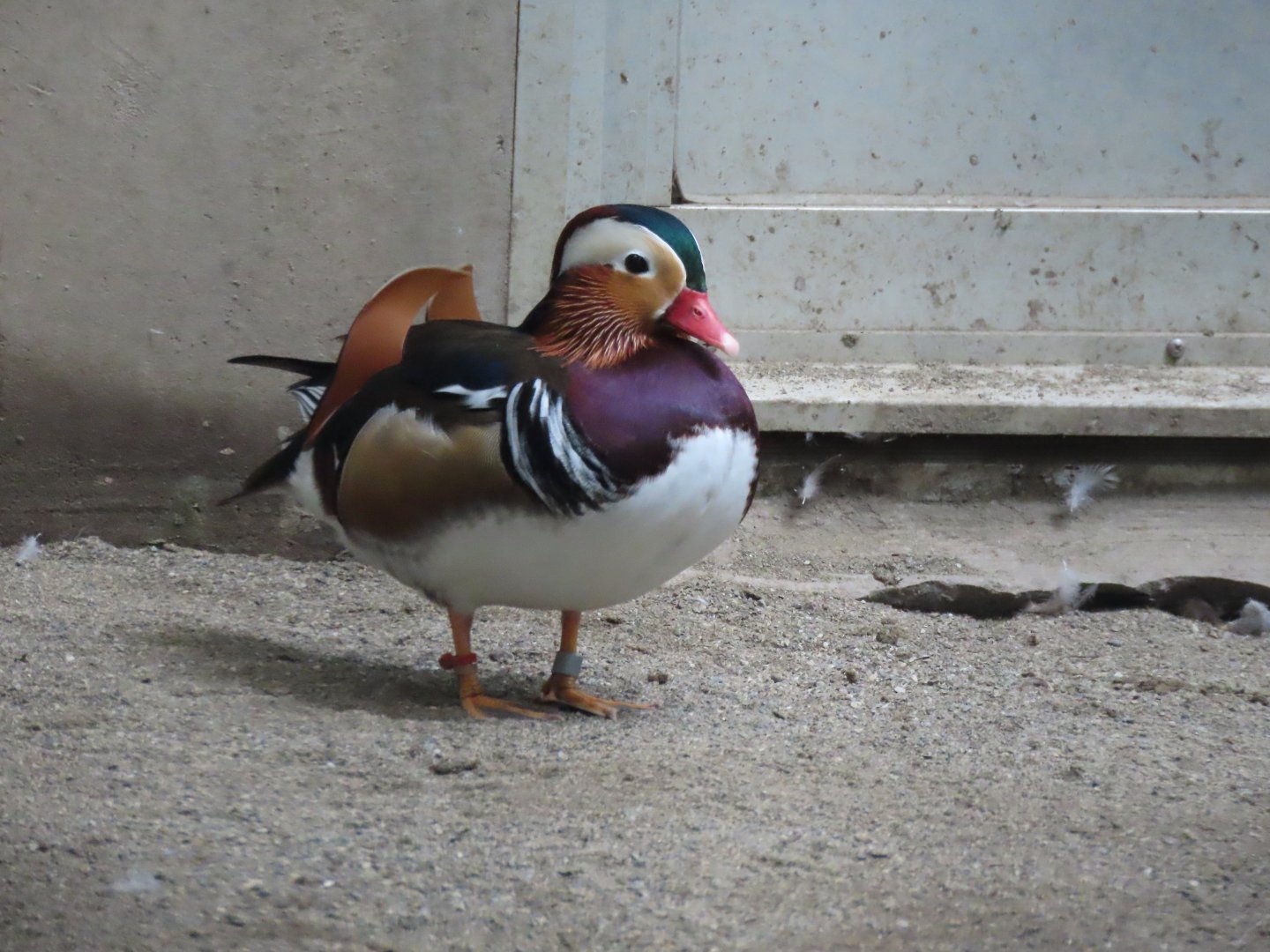 Mandarin duck