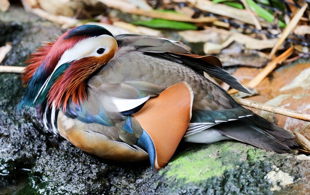 Mandarin Duck