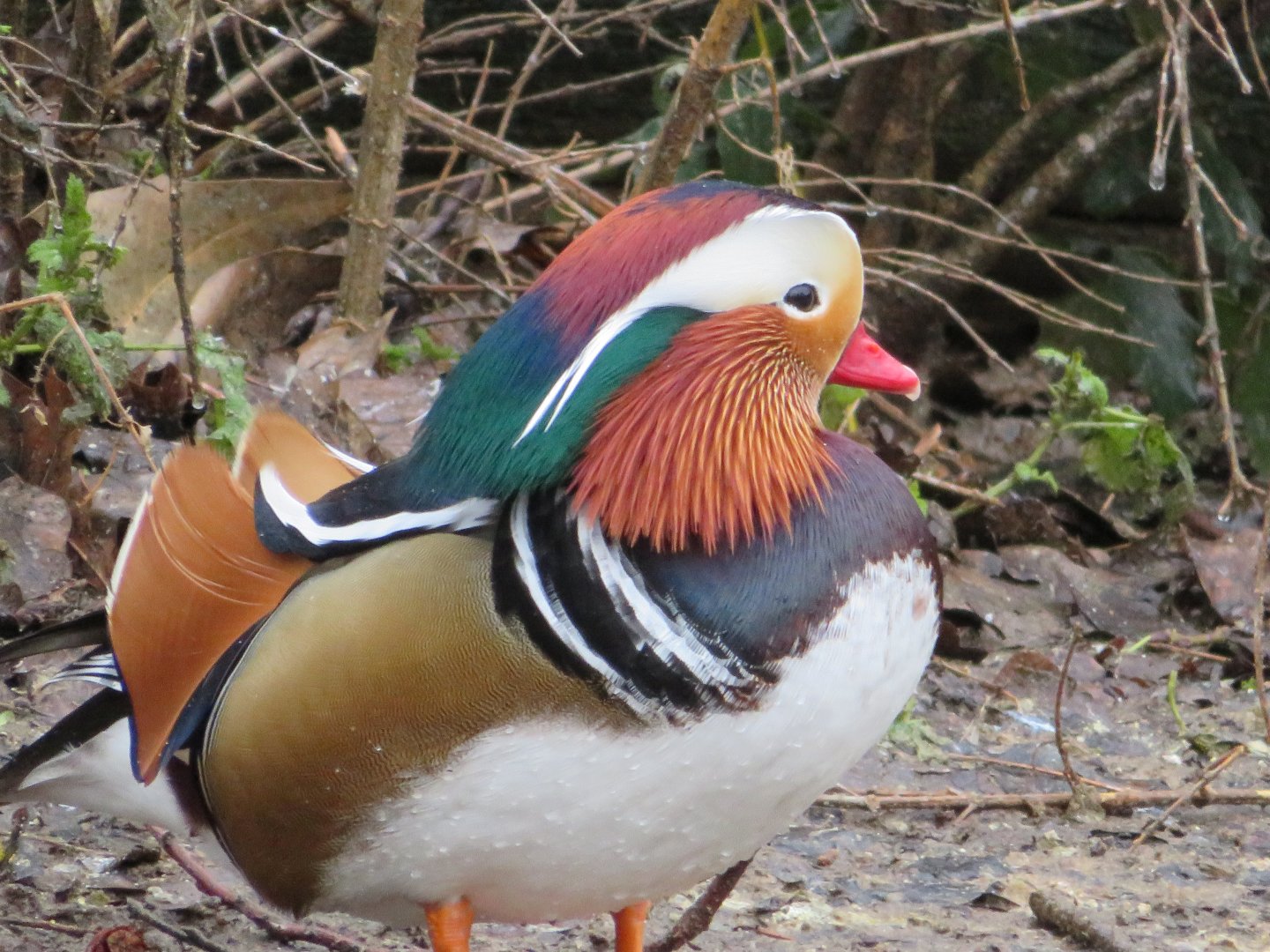 Mandarin duck