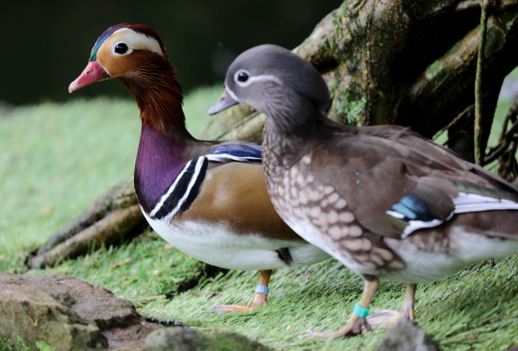 Mandarin Duck