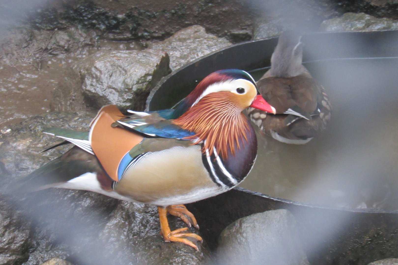 mandarin duck