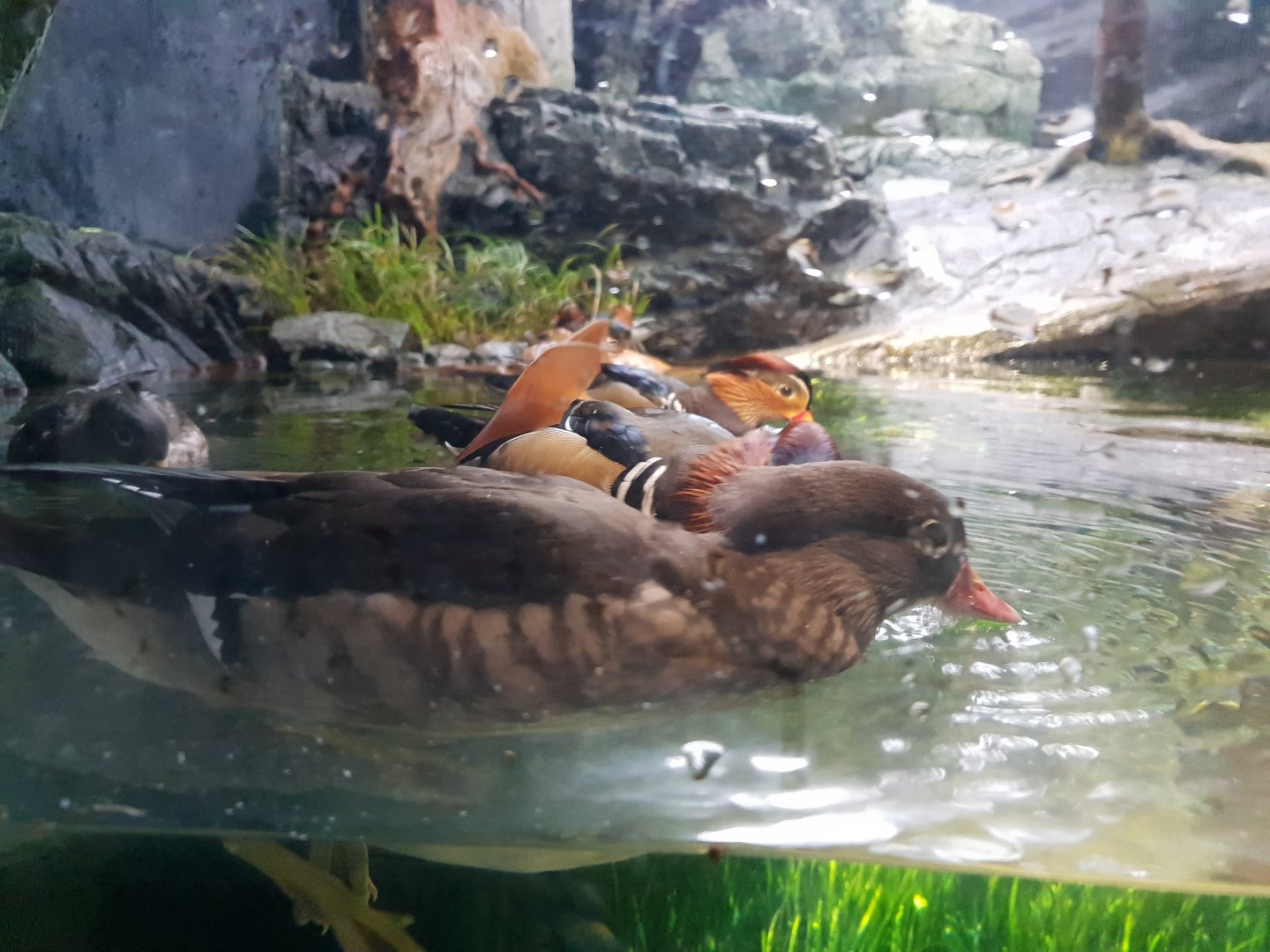 Mandarin Duck