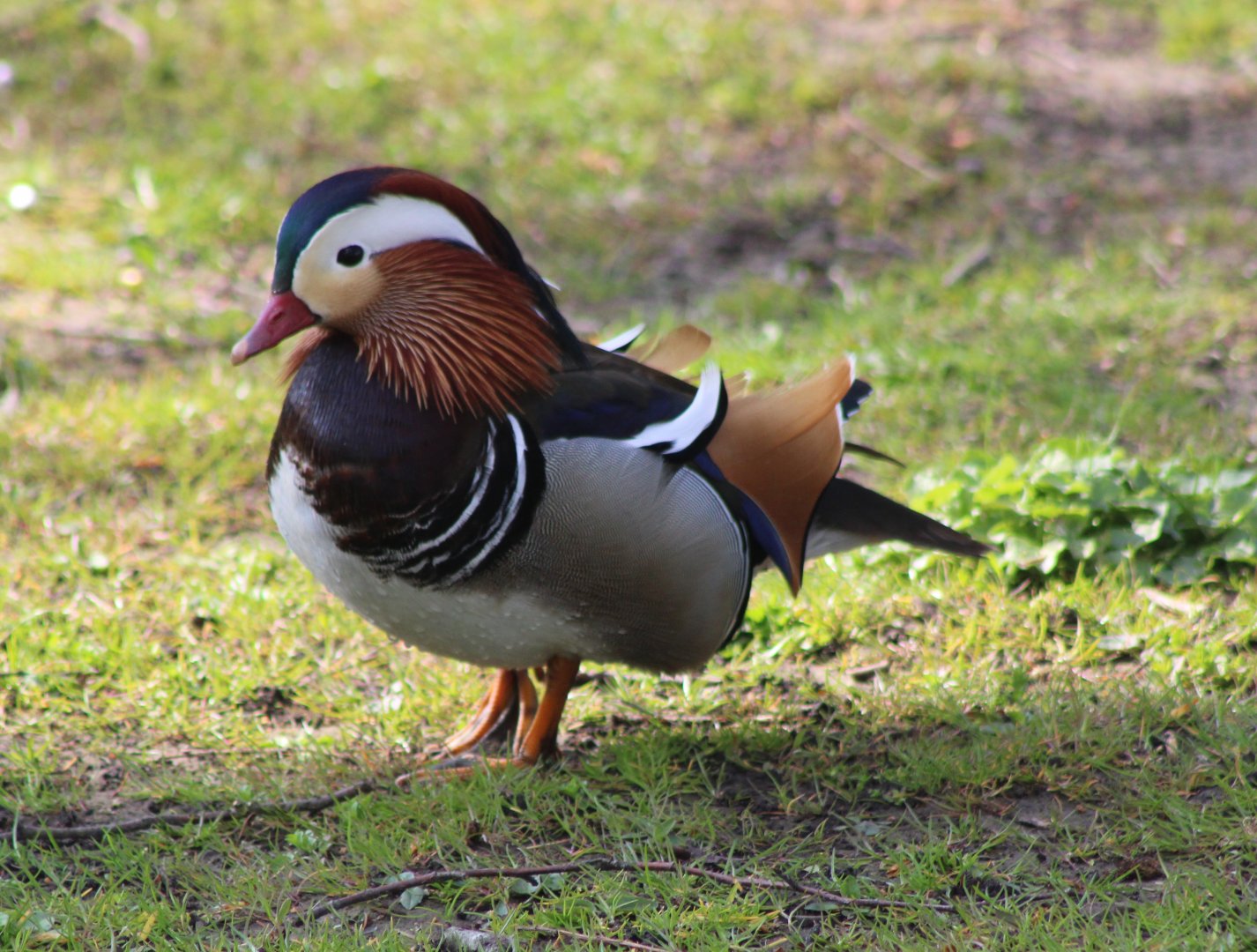 Mandarin duck
