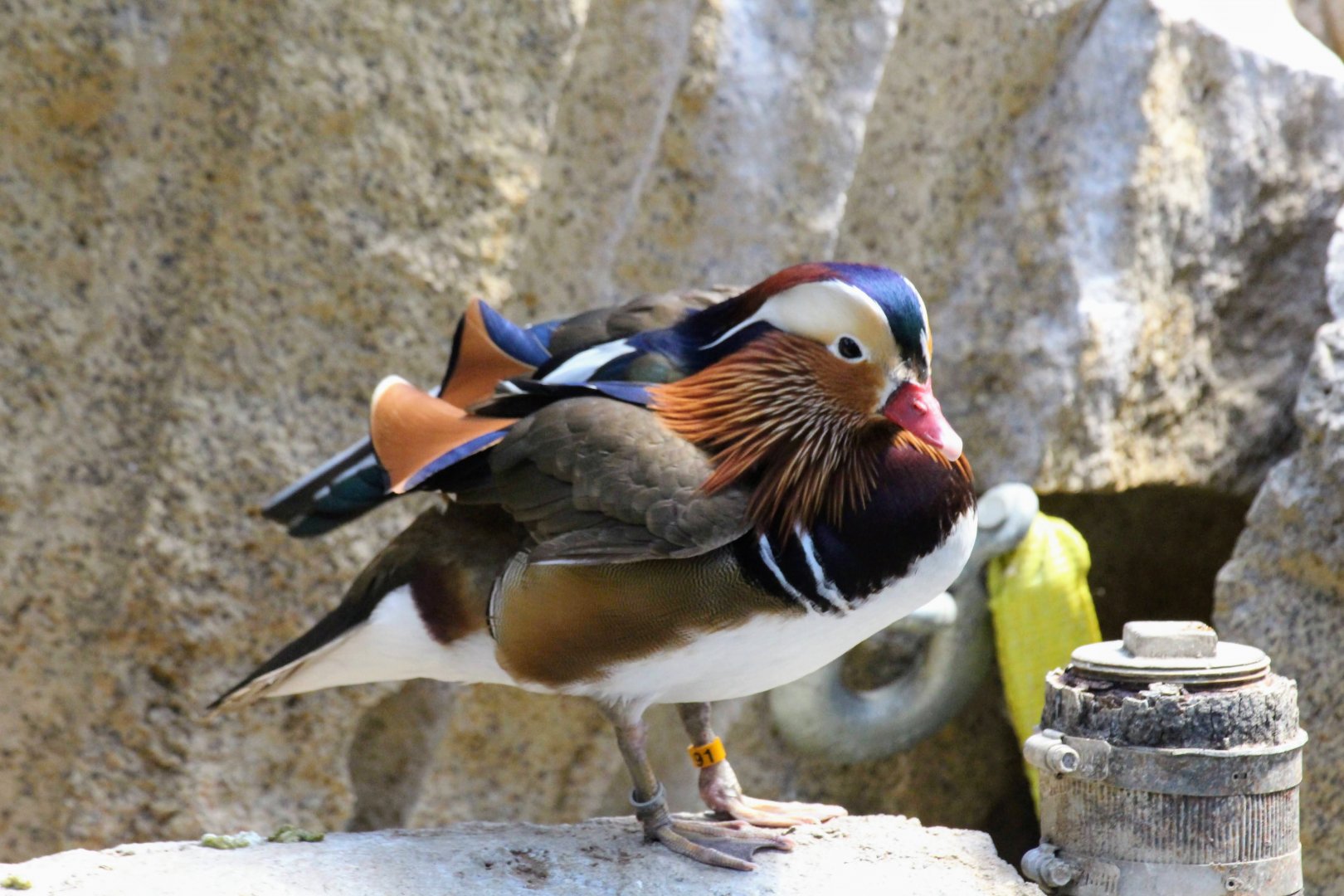Mandarin Duck