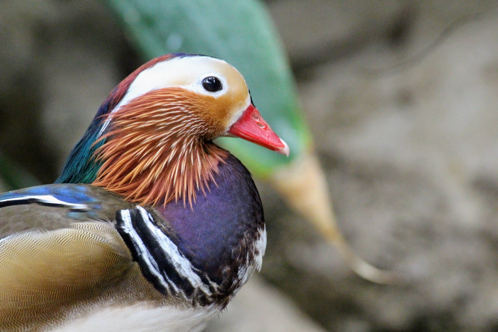 Mandarin Duck