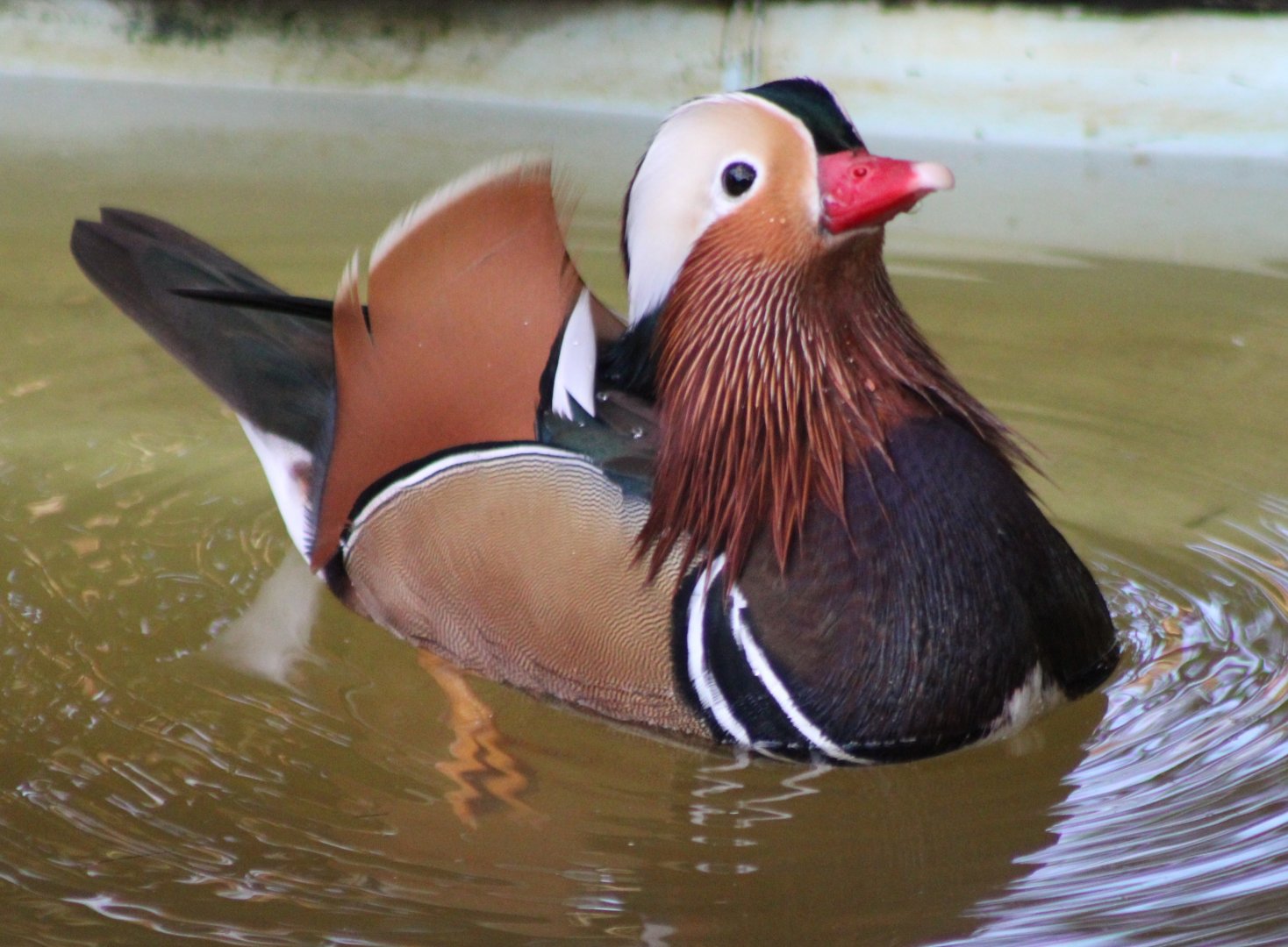 Mandarin duck