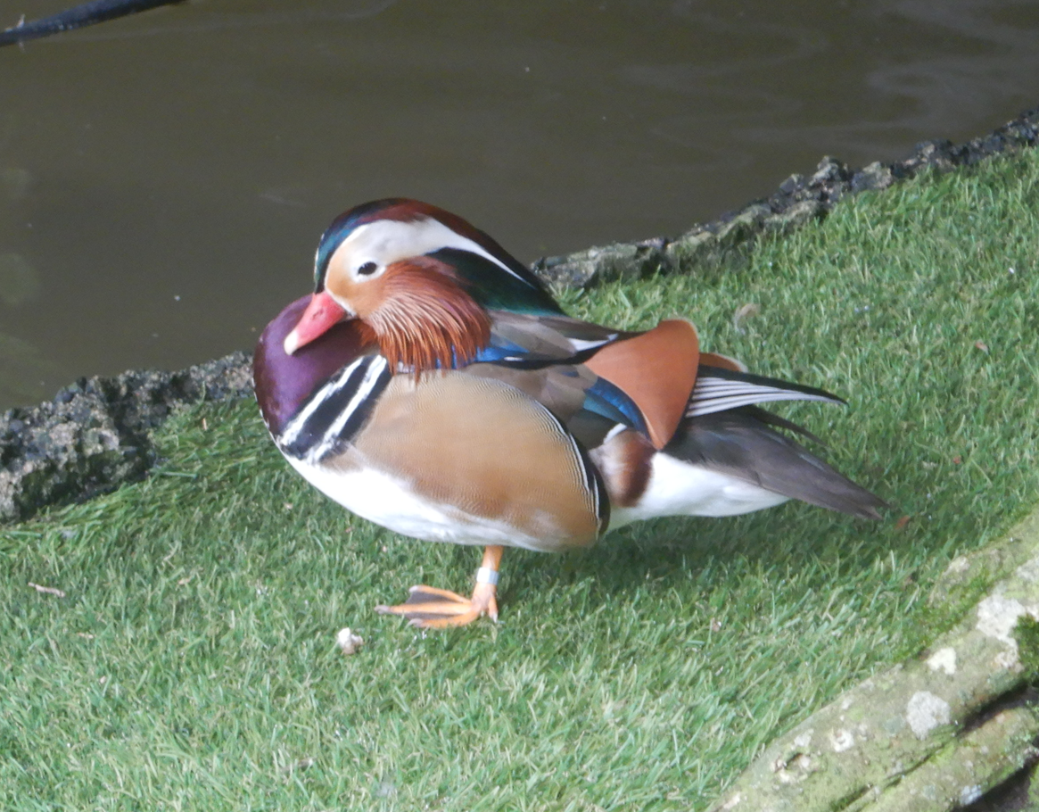 Mandarin Duck