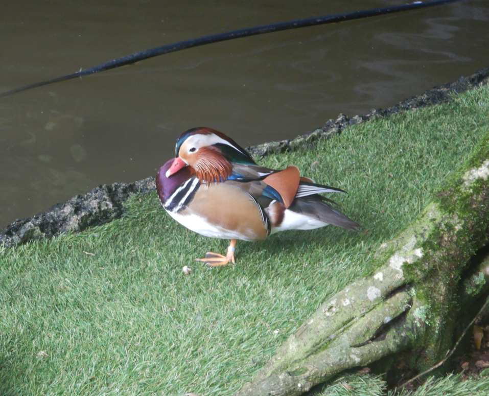 Mandarin Duck