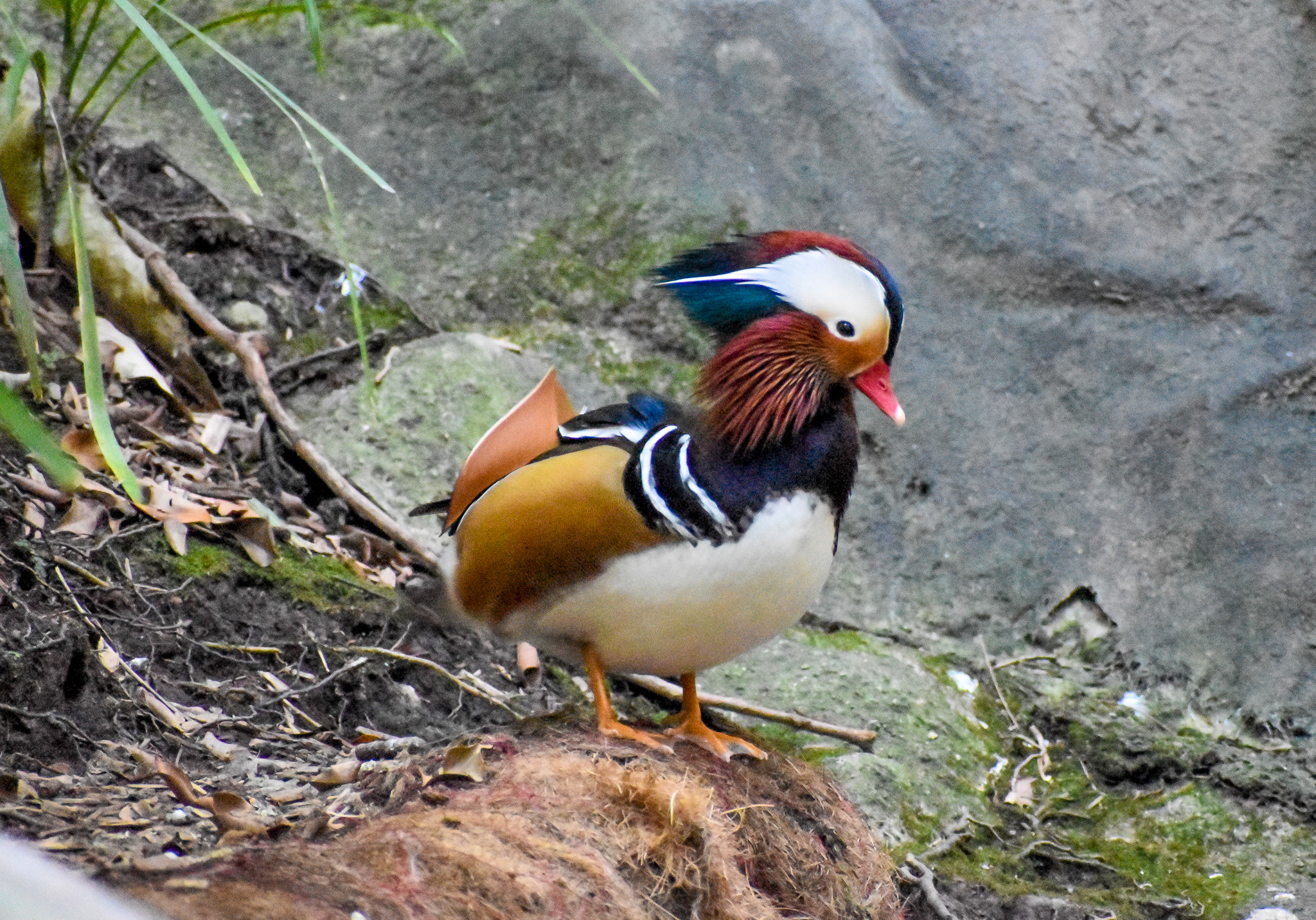 Mandarin Duck