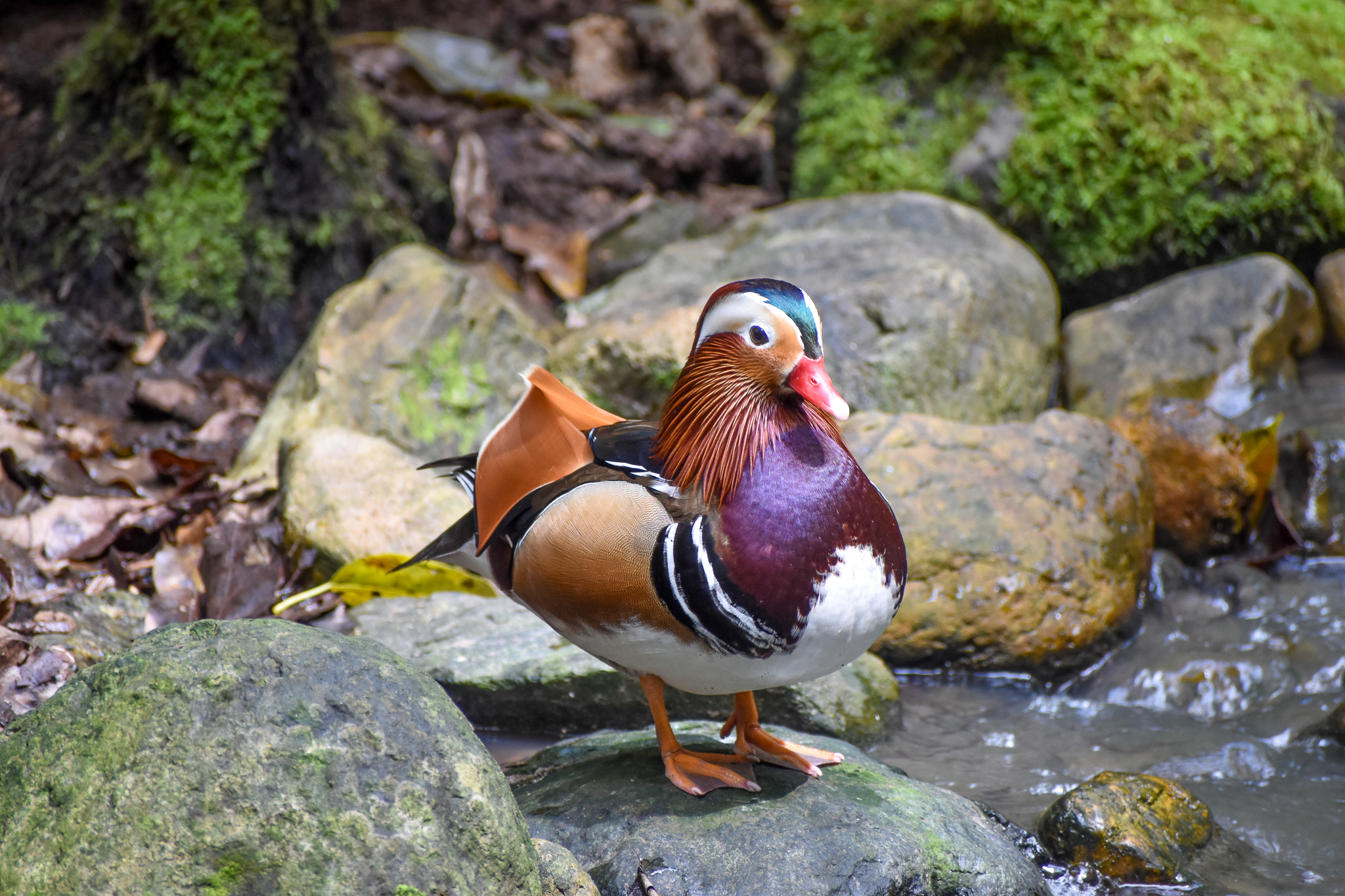 Mandarin Duck
