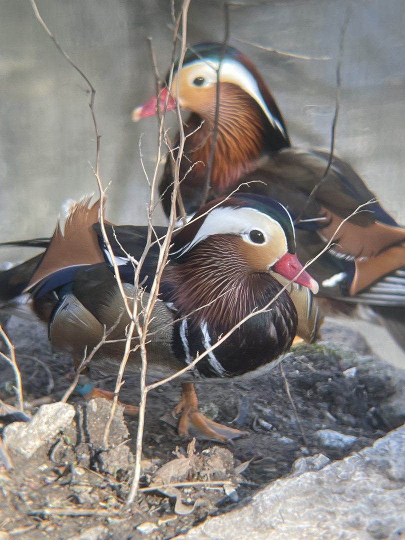 Mandarin Duck