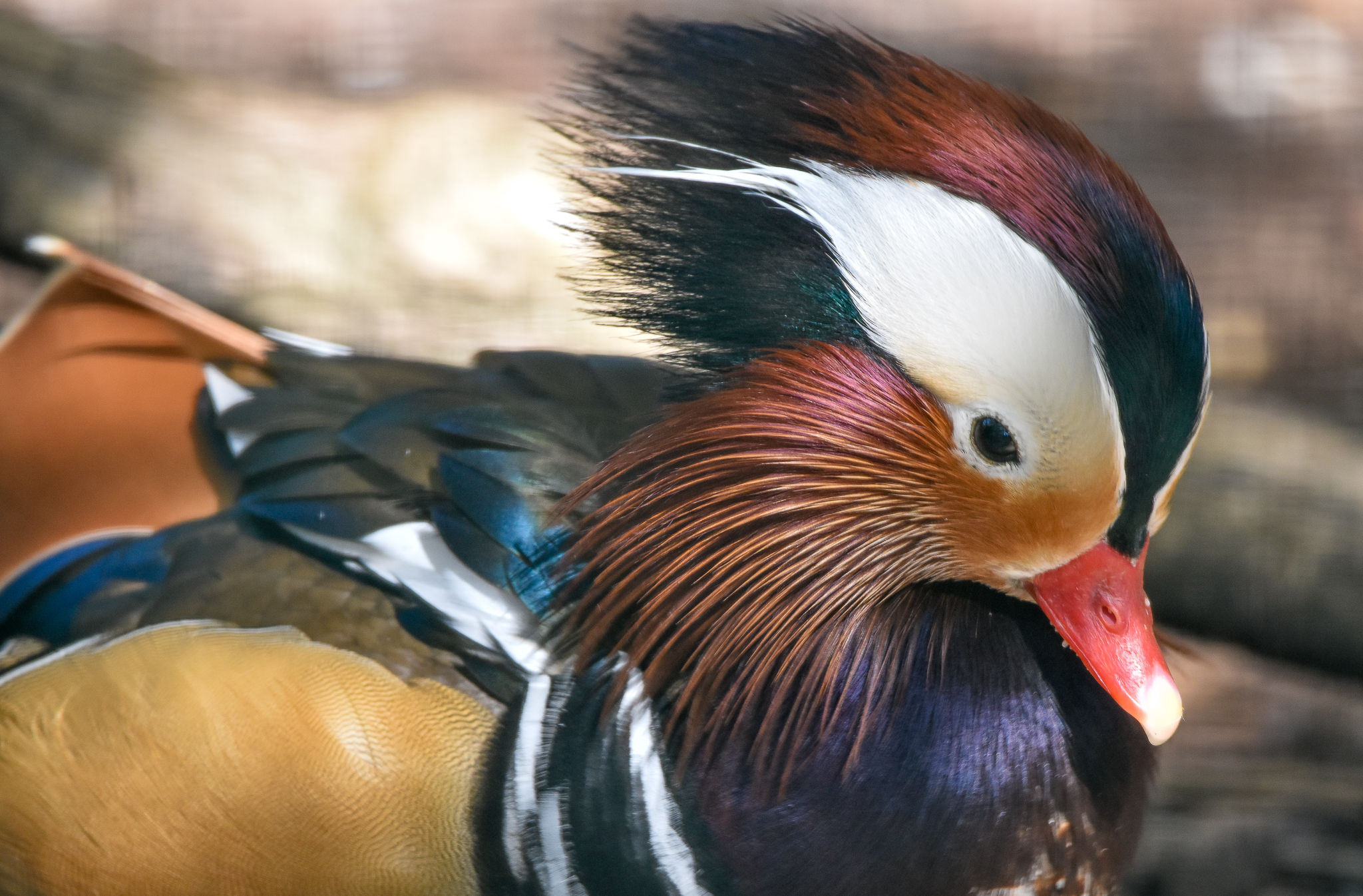 Mandarin Duck