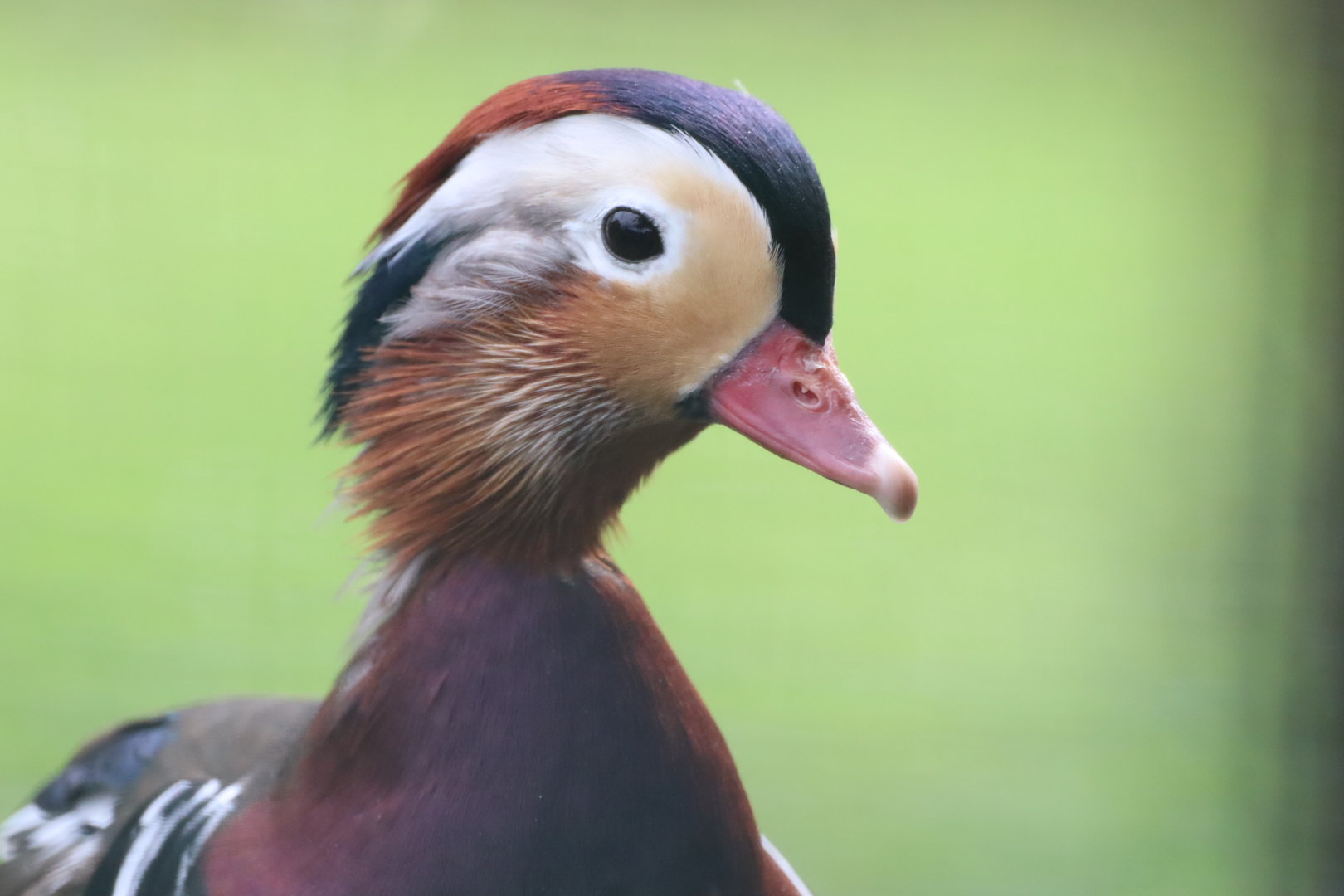 Mandarin Duck