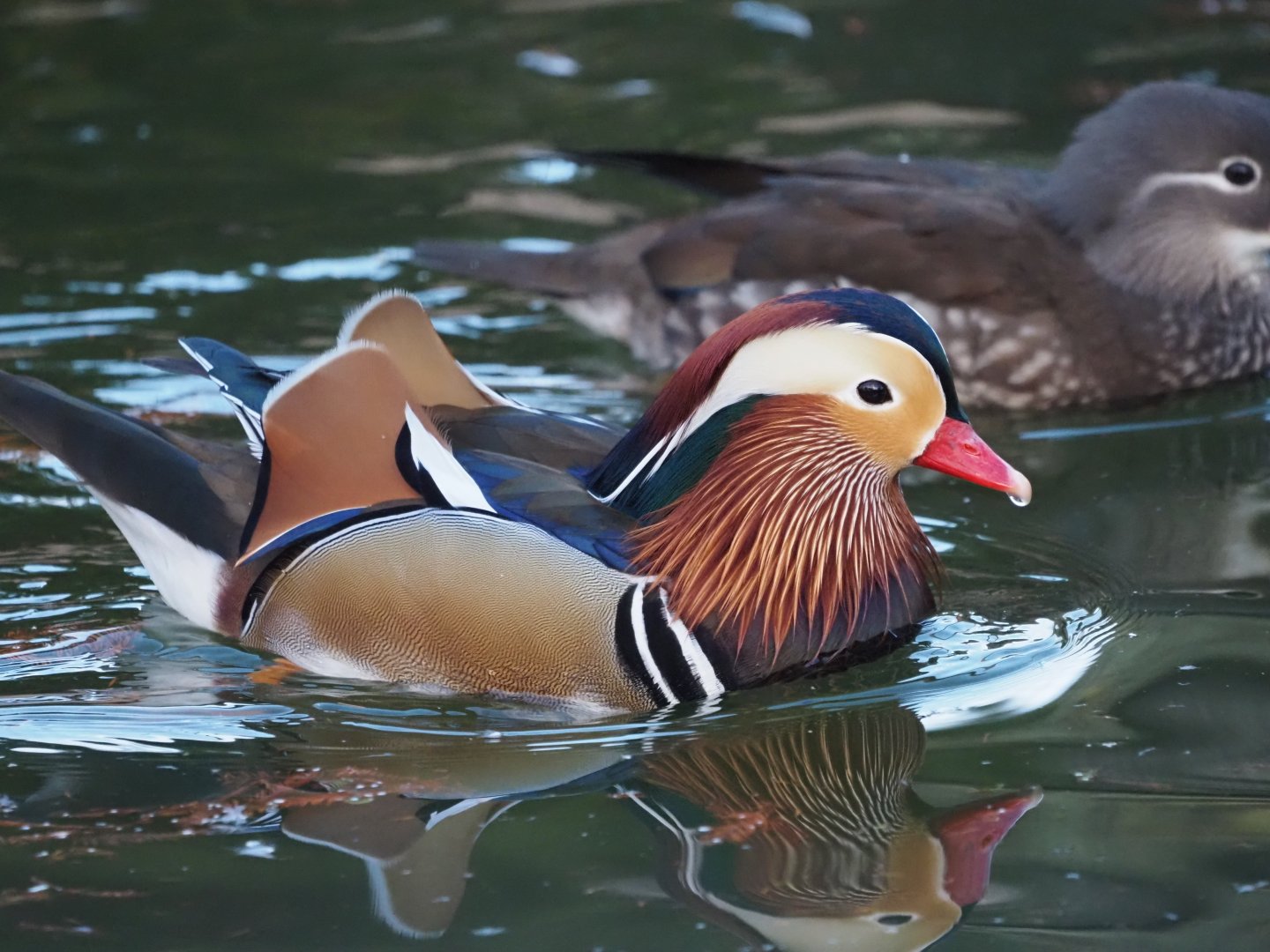Mandarin Duck