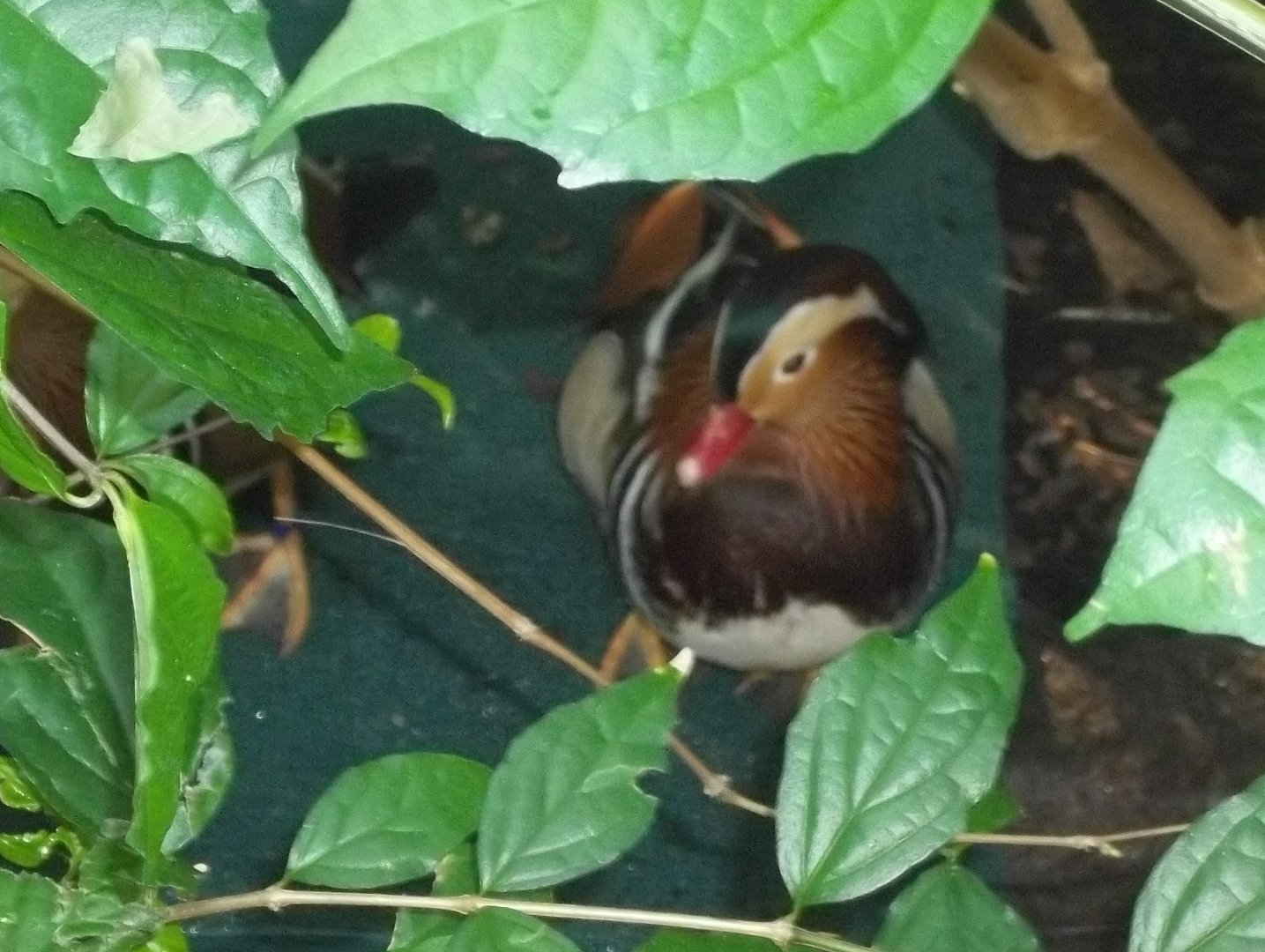 Mandarin Duck