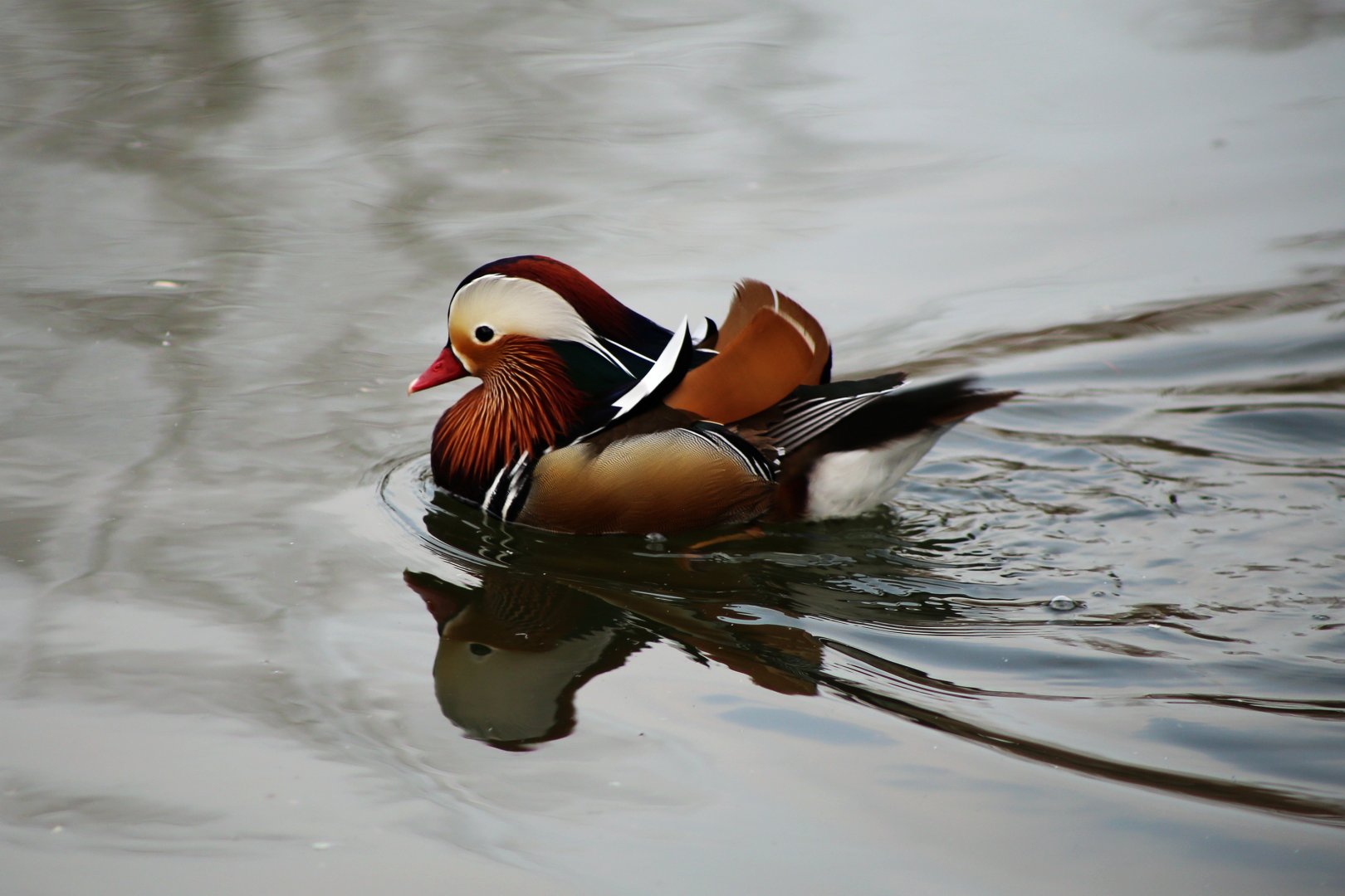 Mandarin Duck
