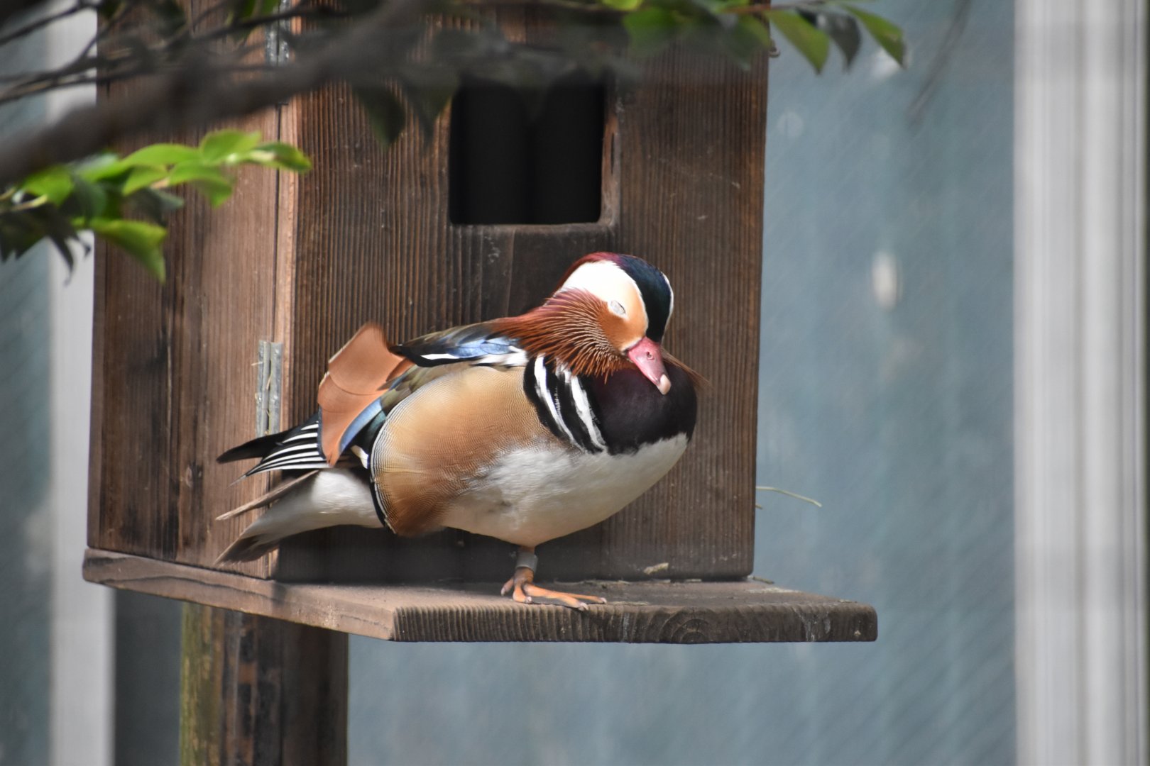 Mandarin Duck