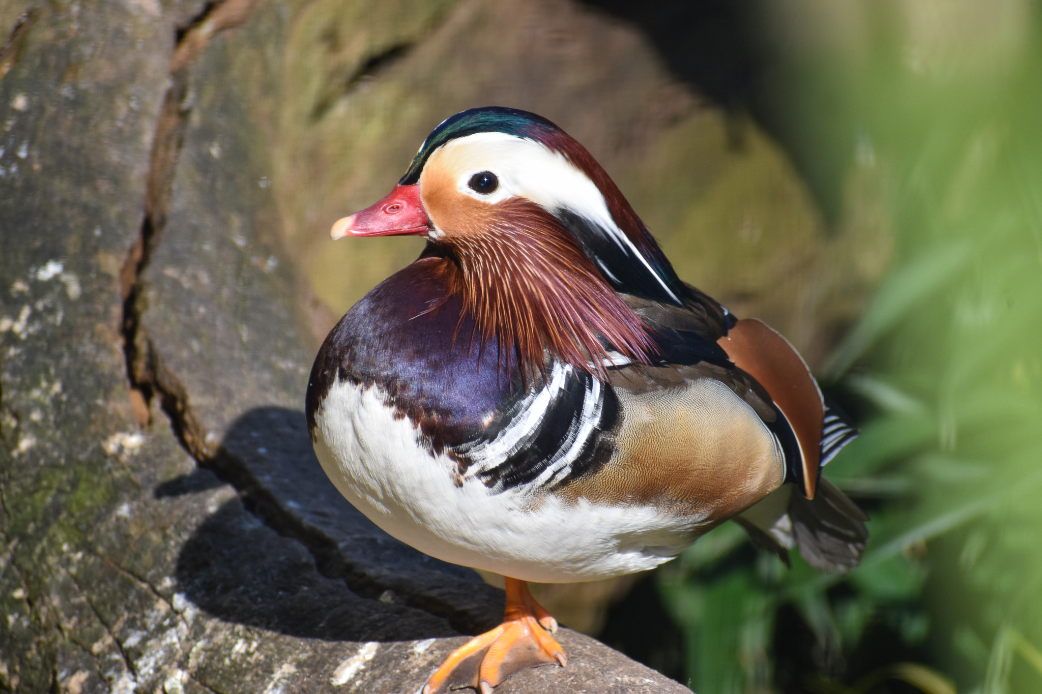 Mandarin Duck