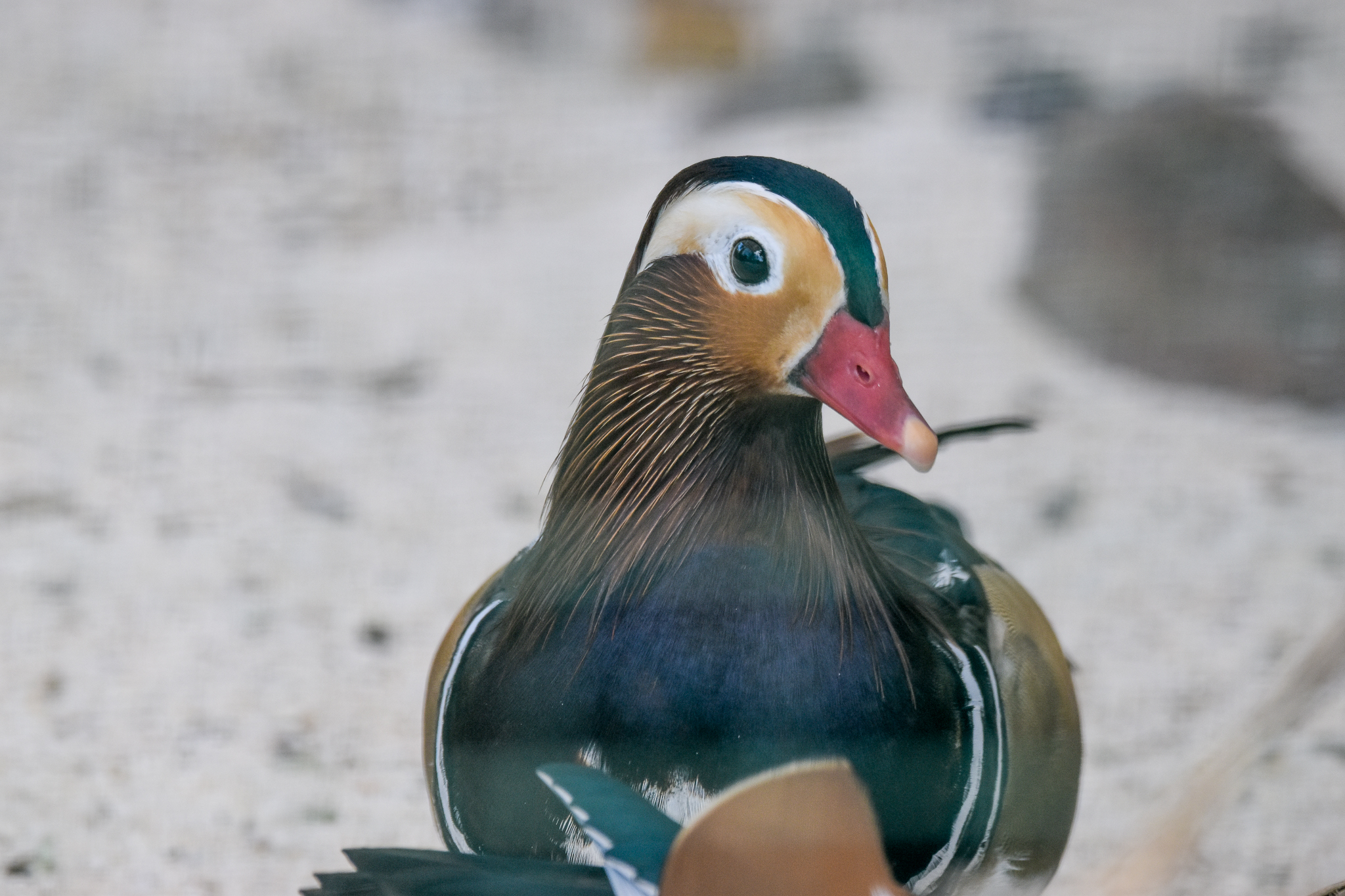 Mandarin Duck