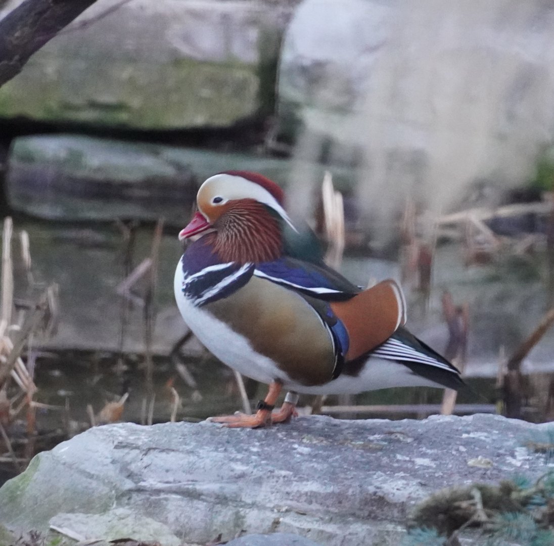 Mandarin Duck