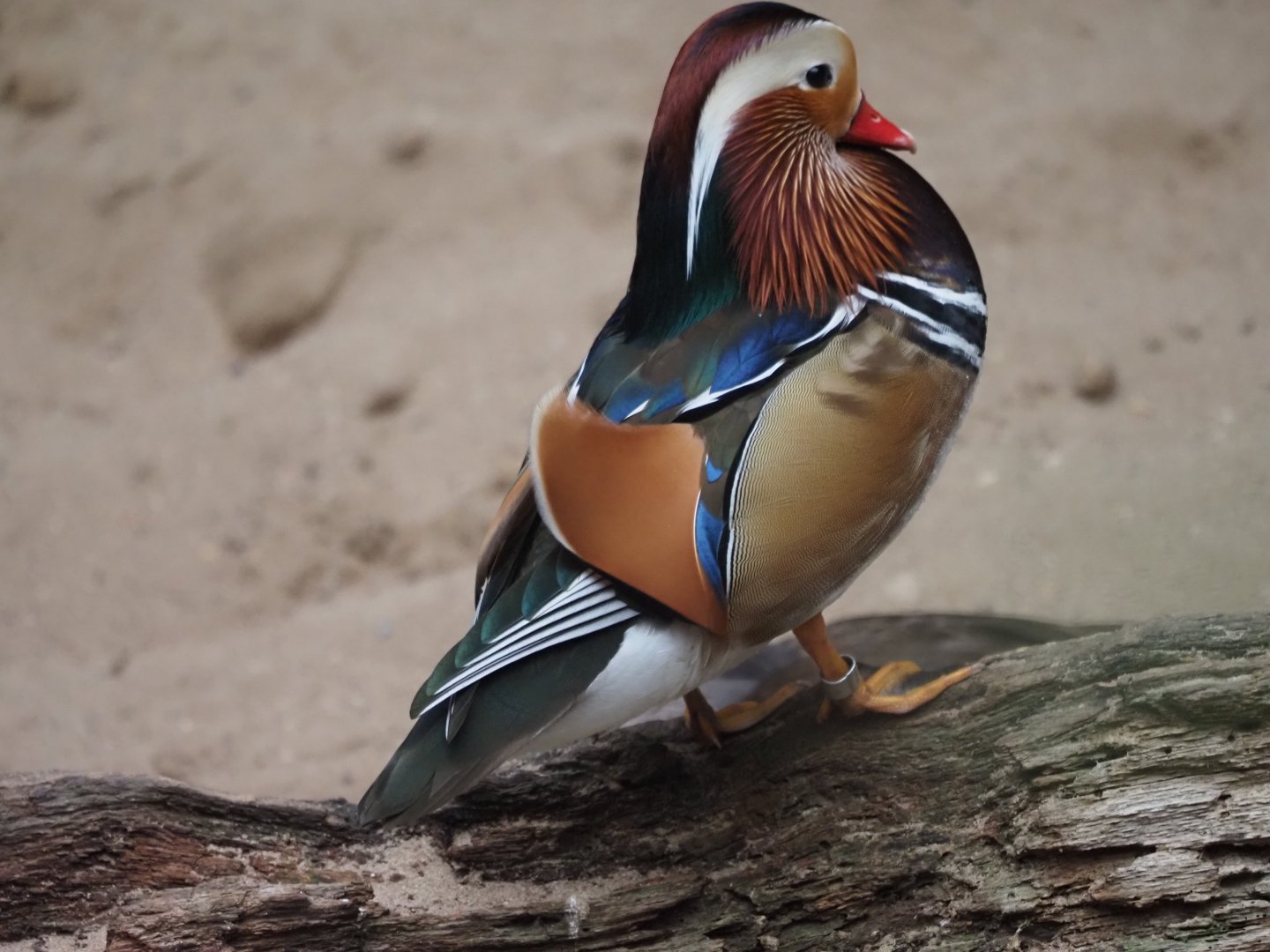 Mandarin Duck