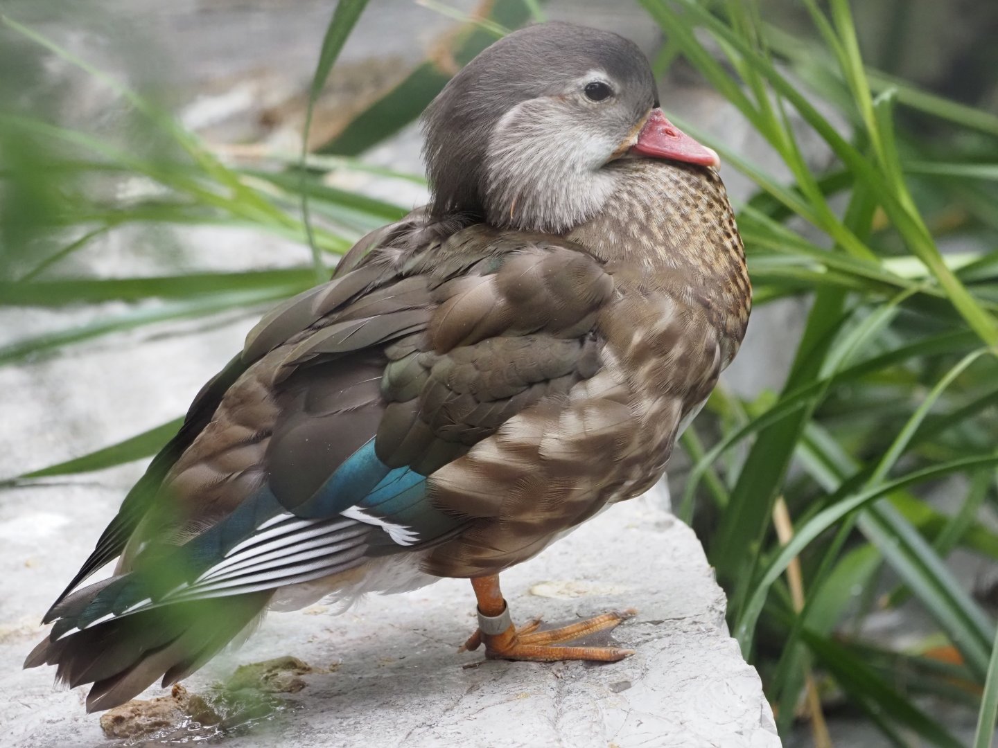 Mandarin Duck