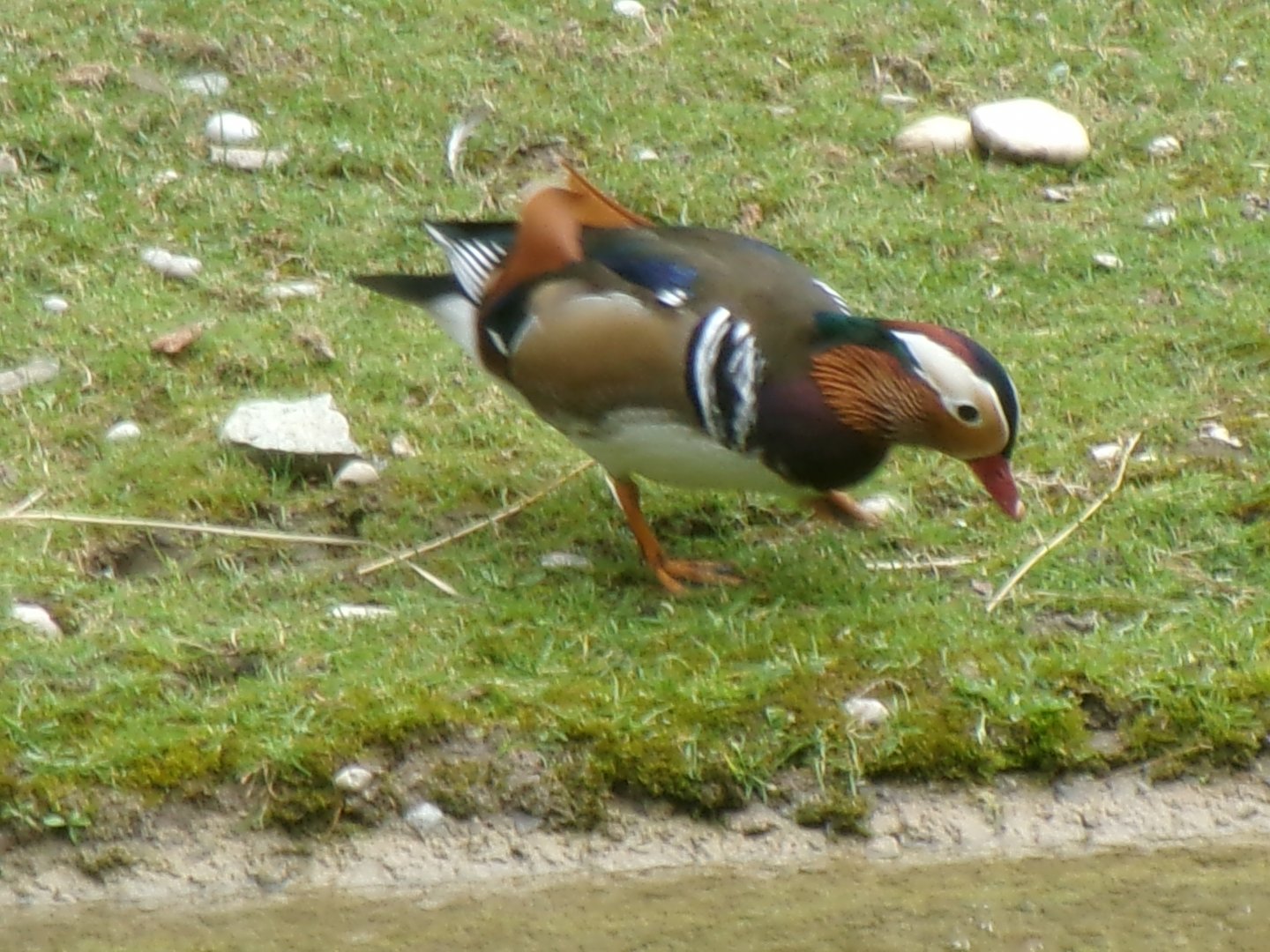 Mandarin duck