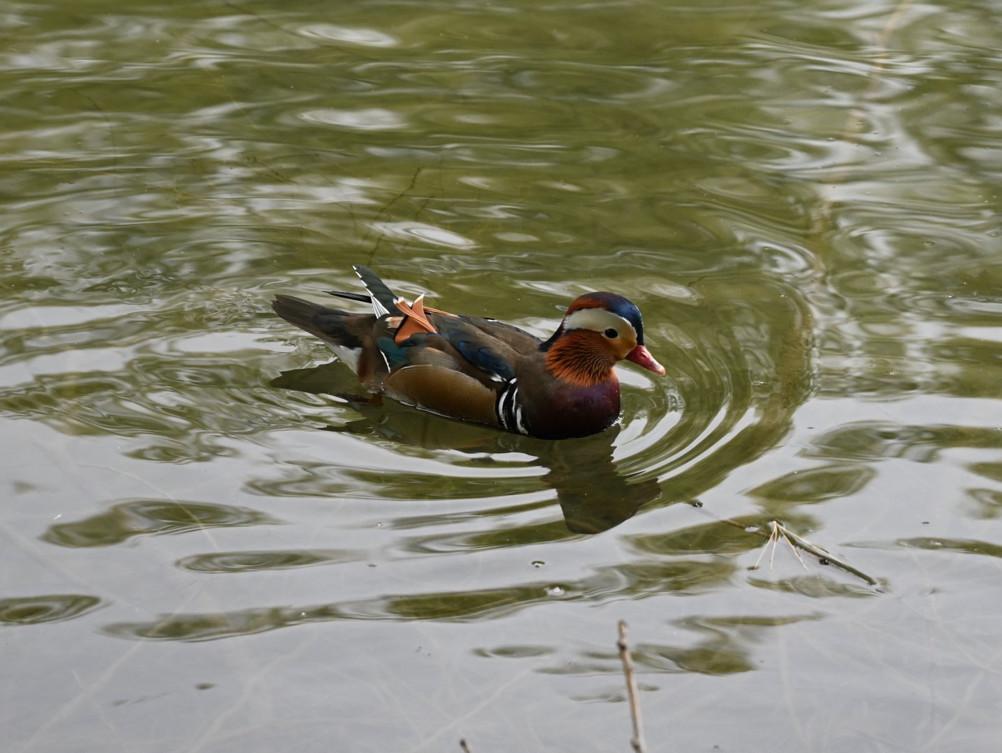 Mandarin Duck