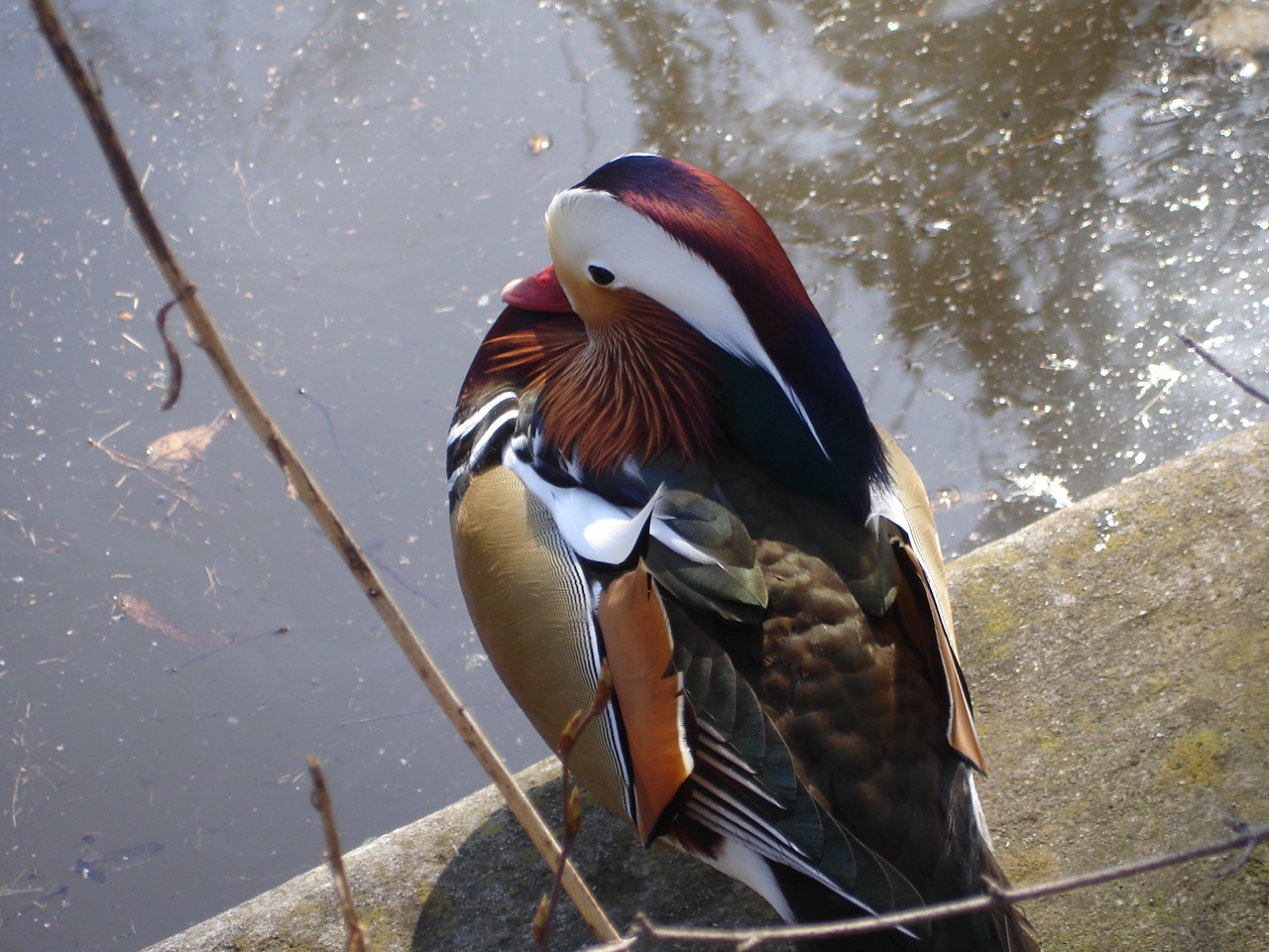 Mandarin Duck