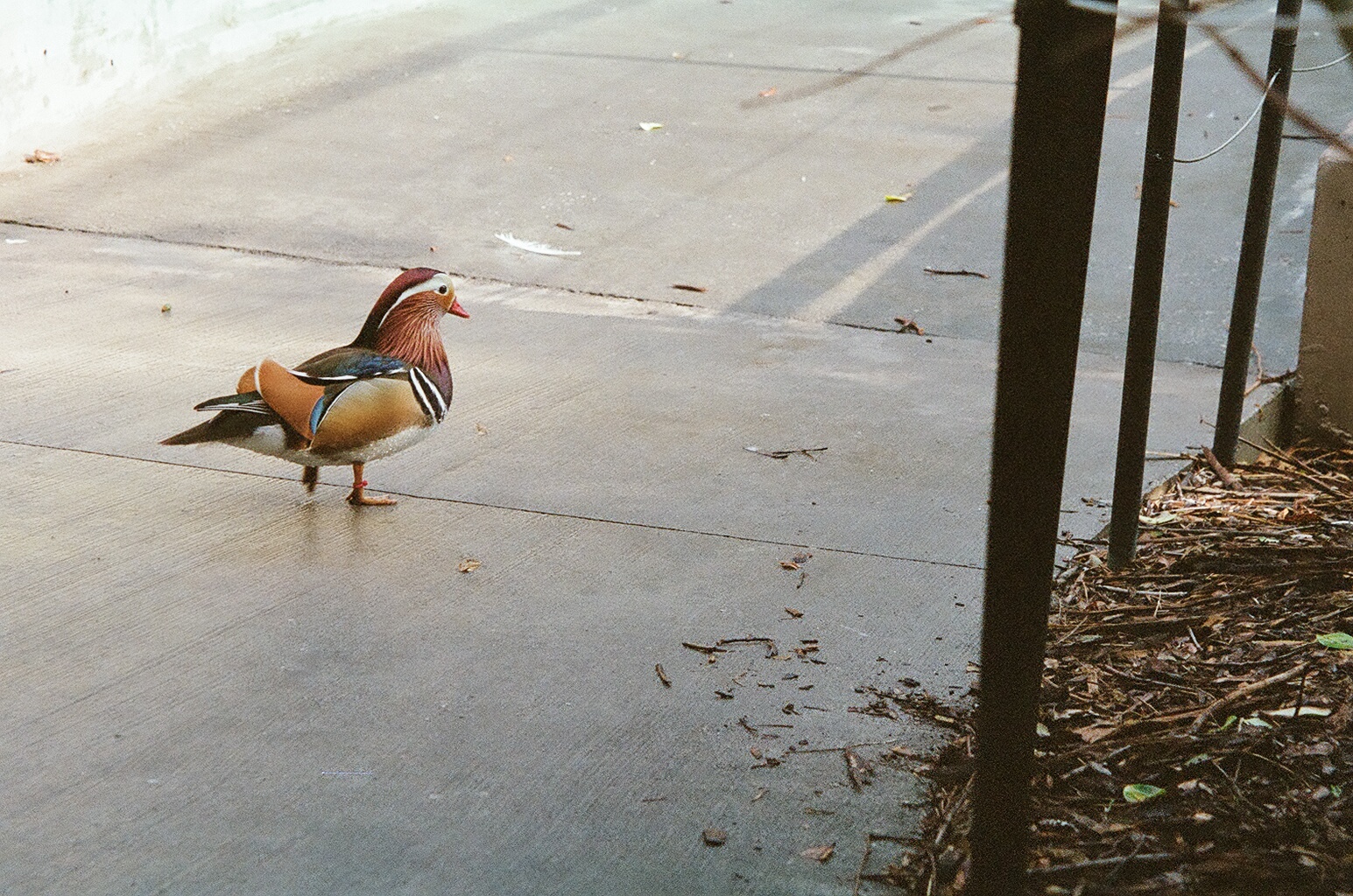 Mandarin Duck