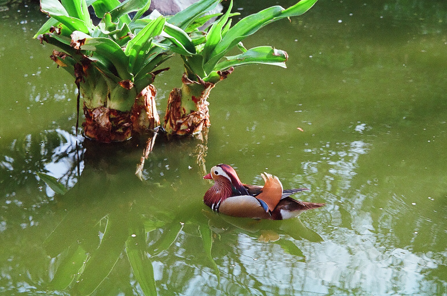 Mandarin Duck