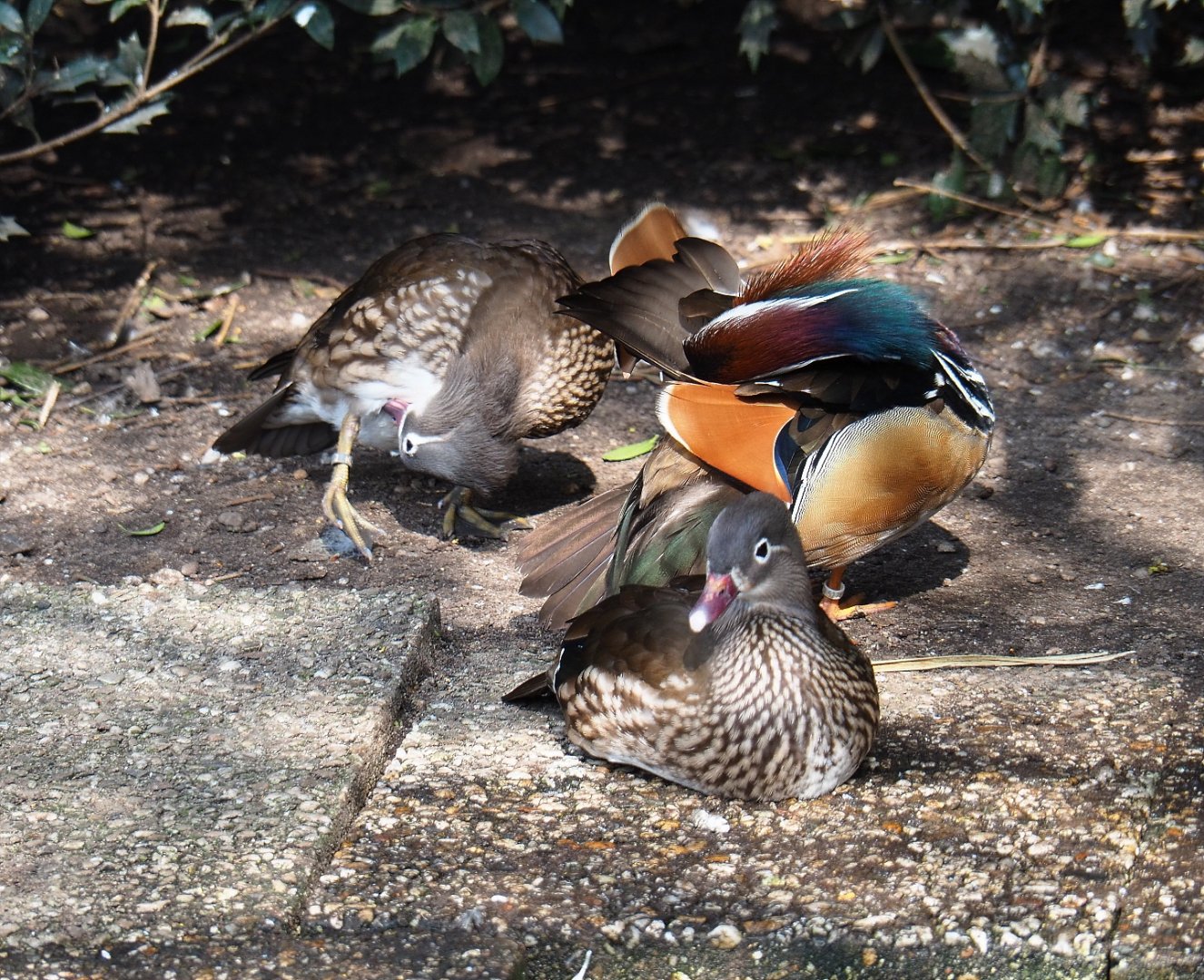 Mandarin ducks (Aix galericulata), 2019-04-06