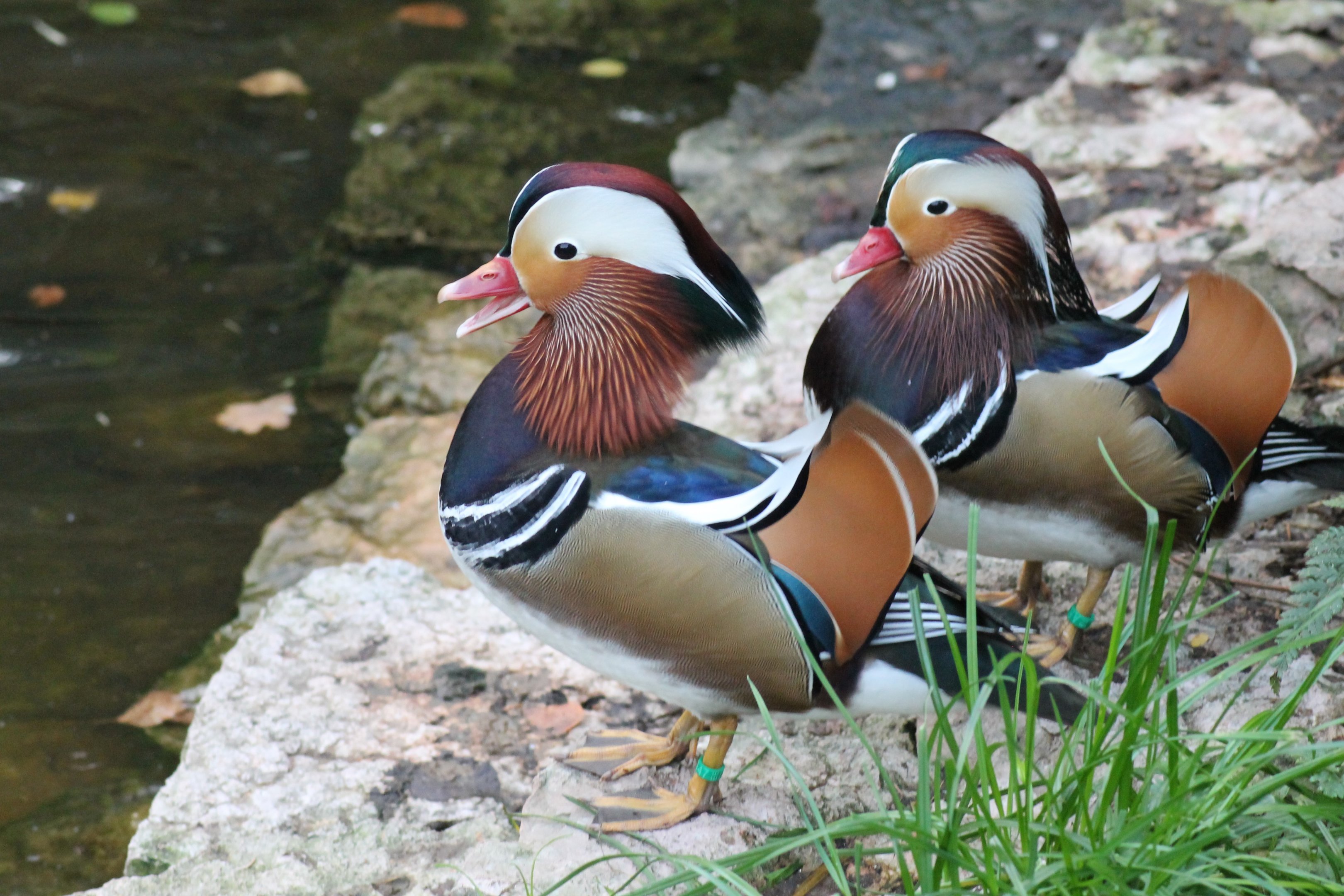 Mandarin ducks (Aix galericulata)