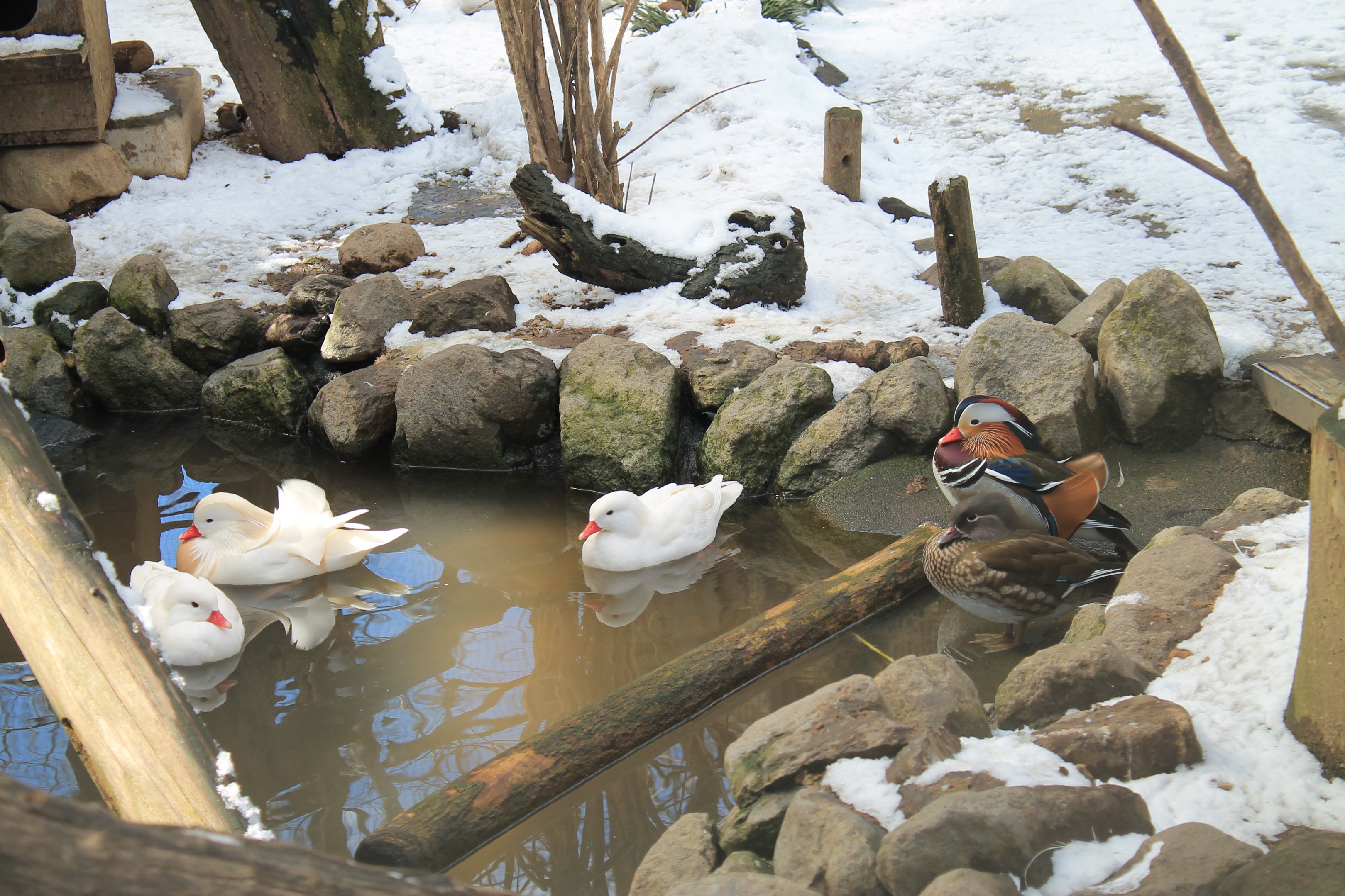 Mandarin Ducks, Joyama Zoo