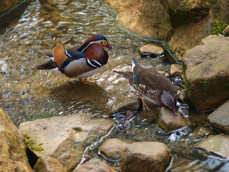 Mandarin ducks (May 2nd, 2015)