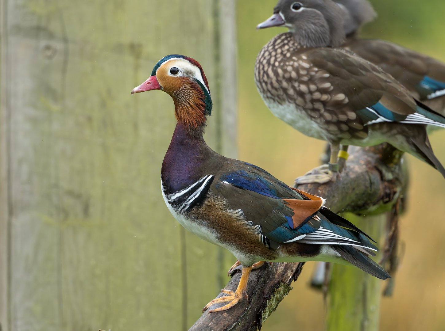 Mandarin ducks, WWT Slimbridge, UK