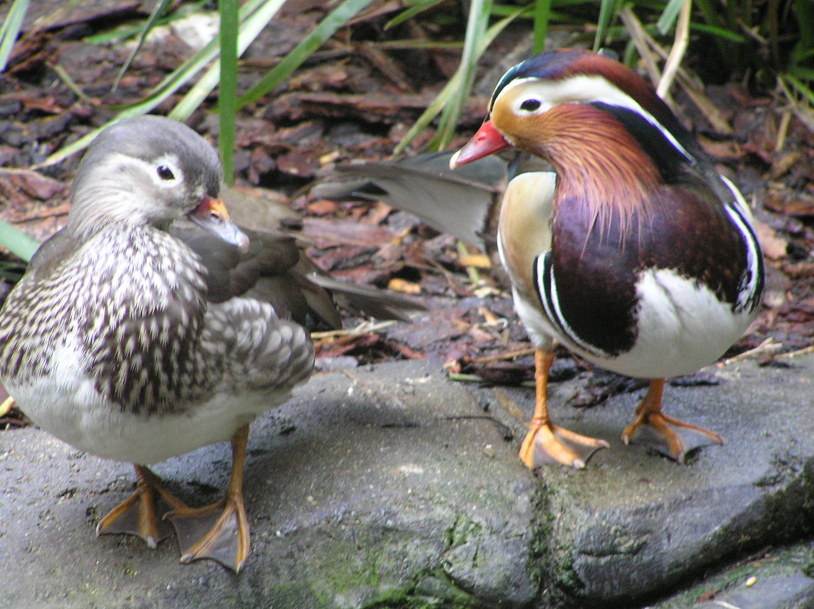 Mandarin ducks