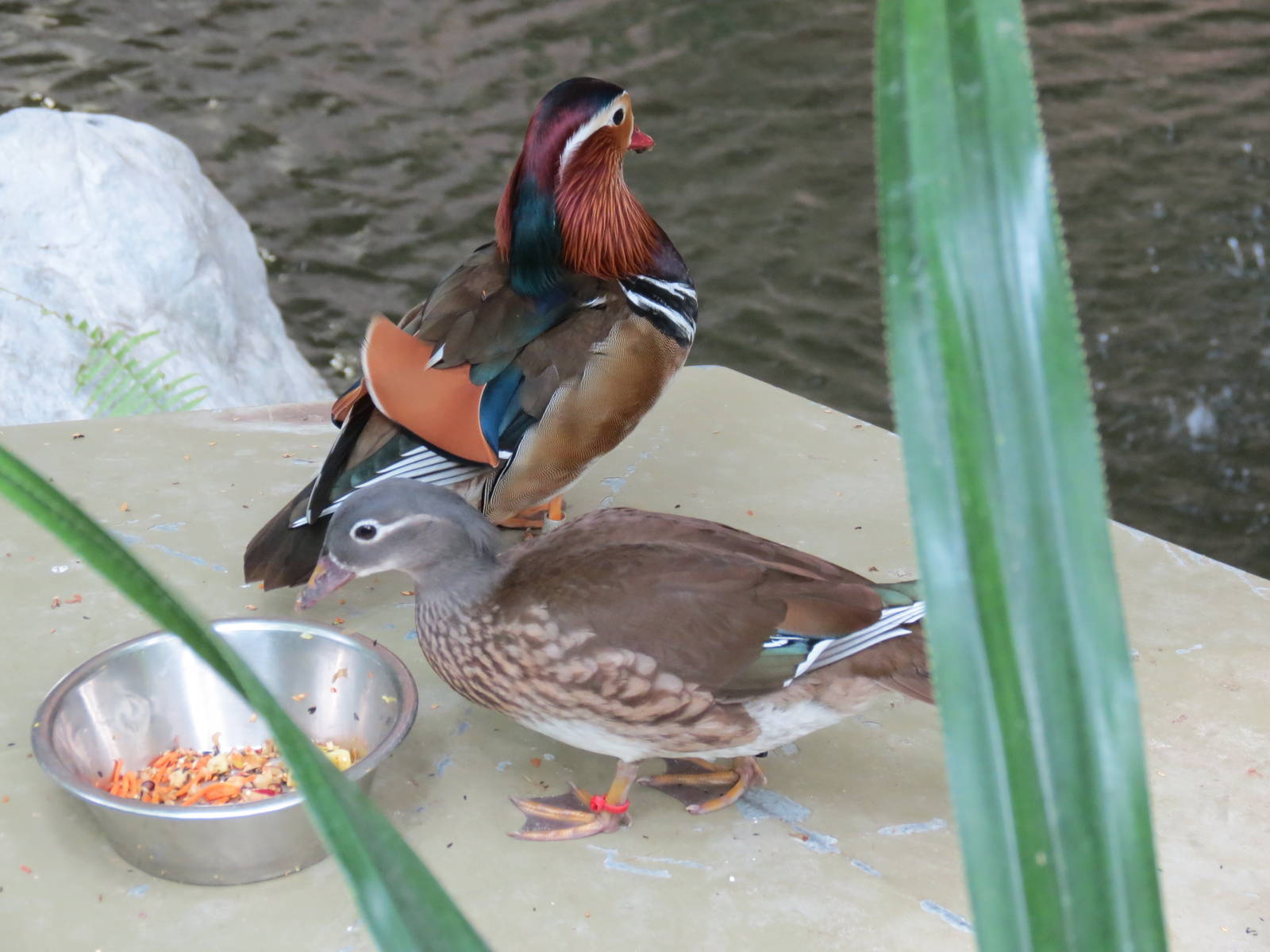Mandarin Ducks