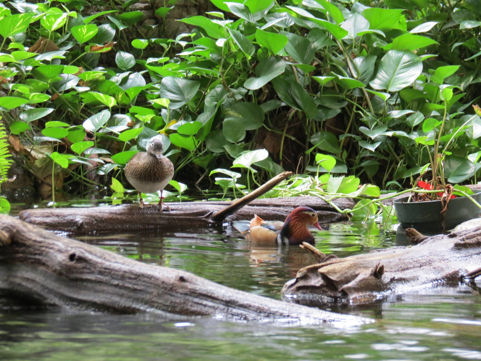 Mandarin Ducks