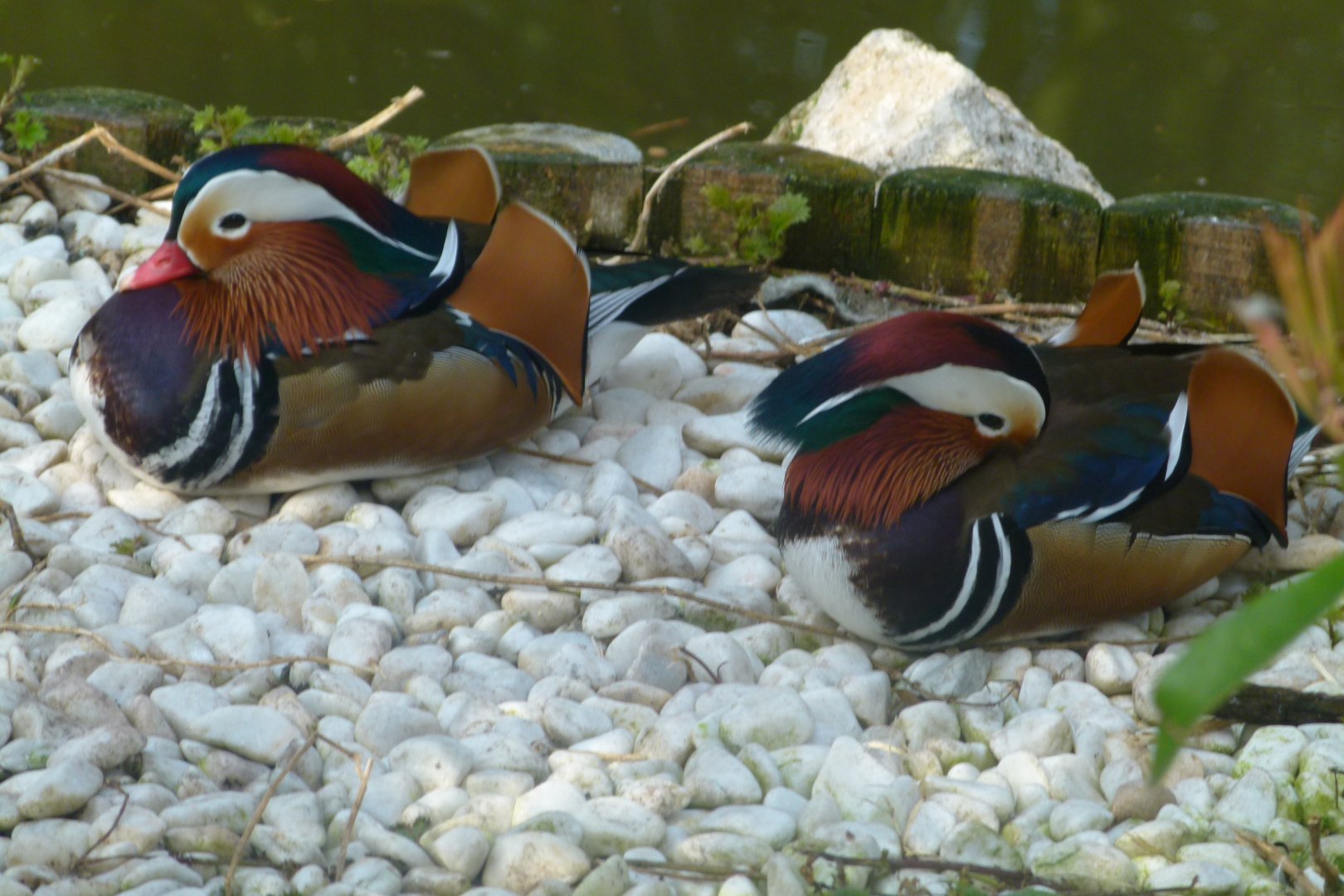 Mandarin Ducks