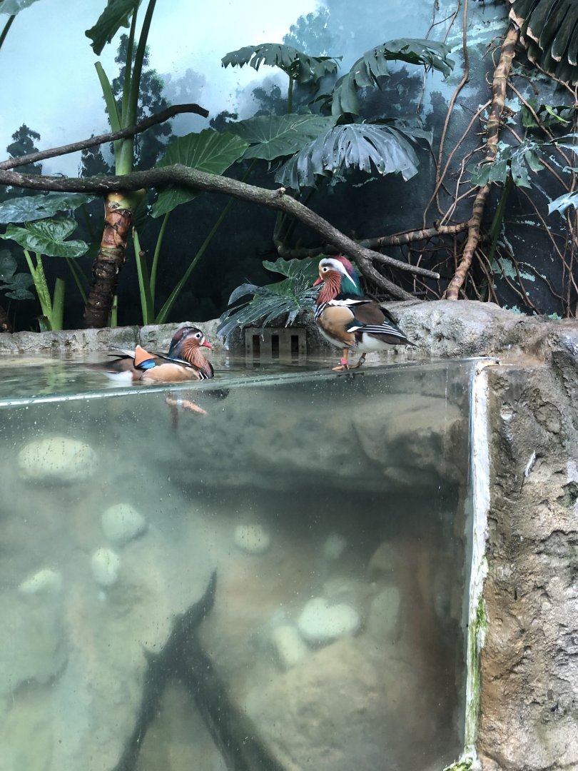 Mandarin Ducks