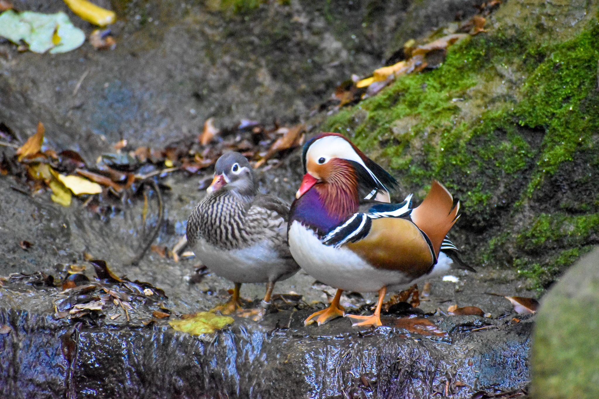 Mandarin Ducks
